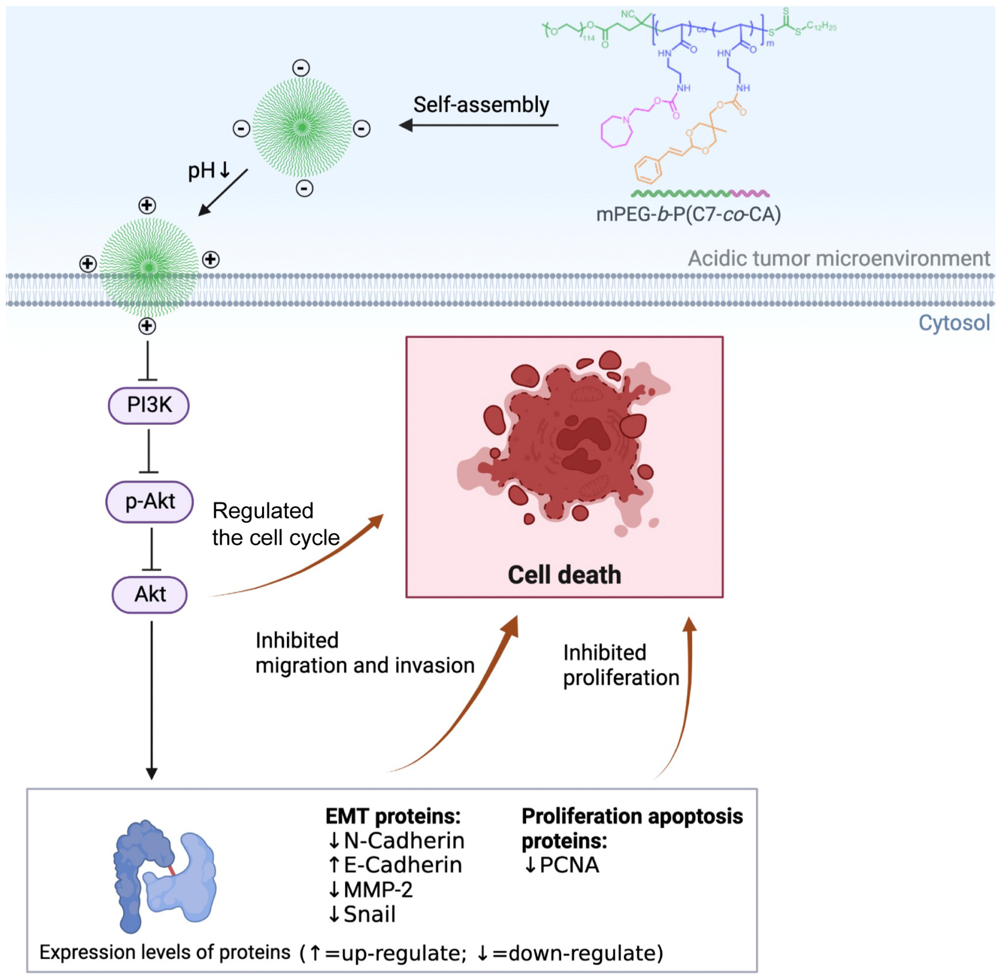 Biomedicines 11 01524 sch001 Biomedicines 11 01524 sch001