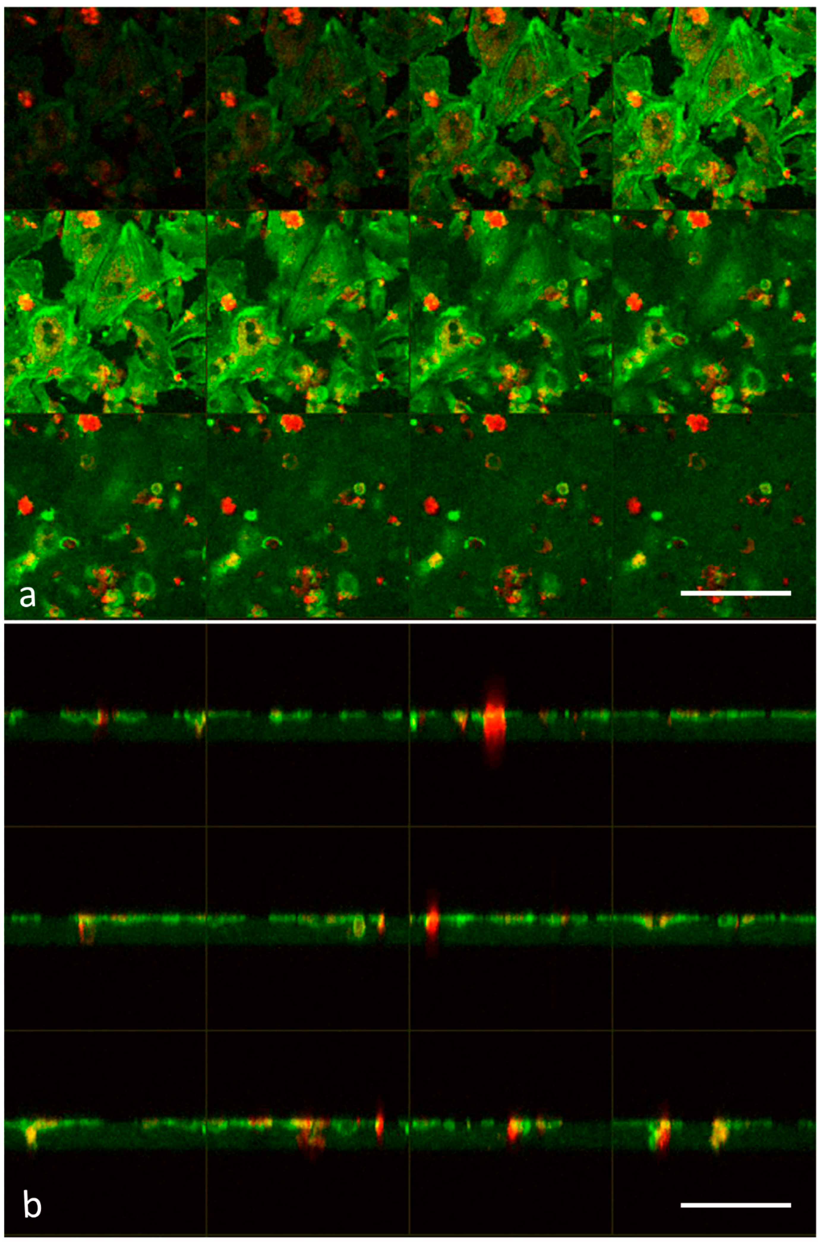 Biomedicines 11 01544 g004