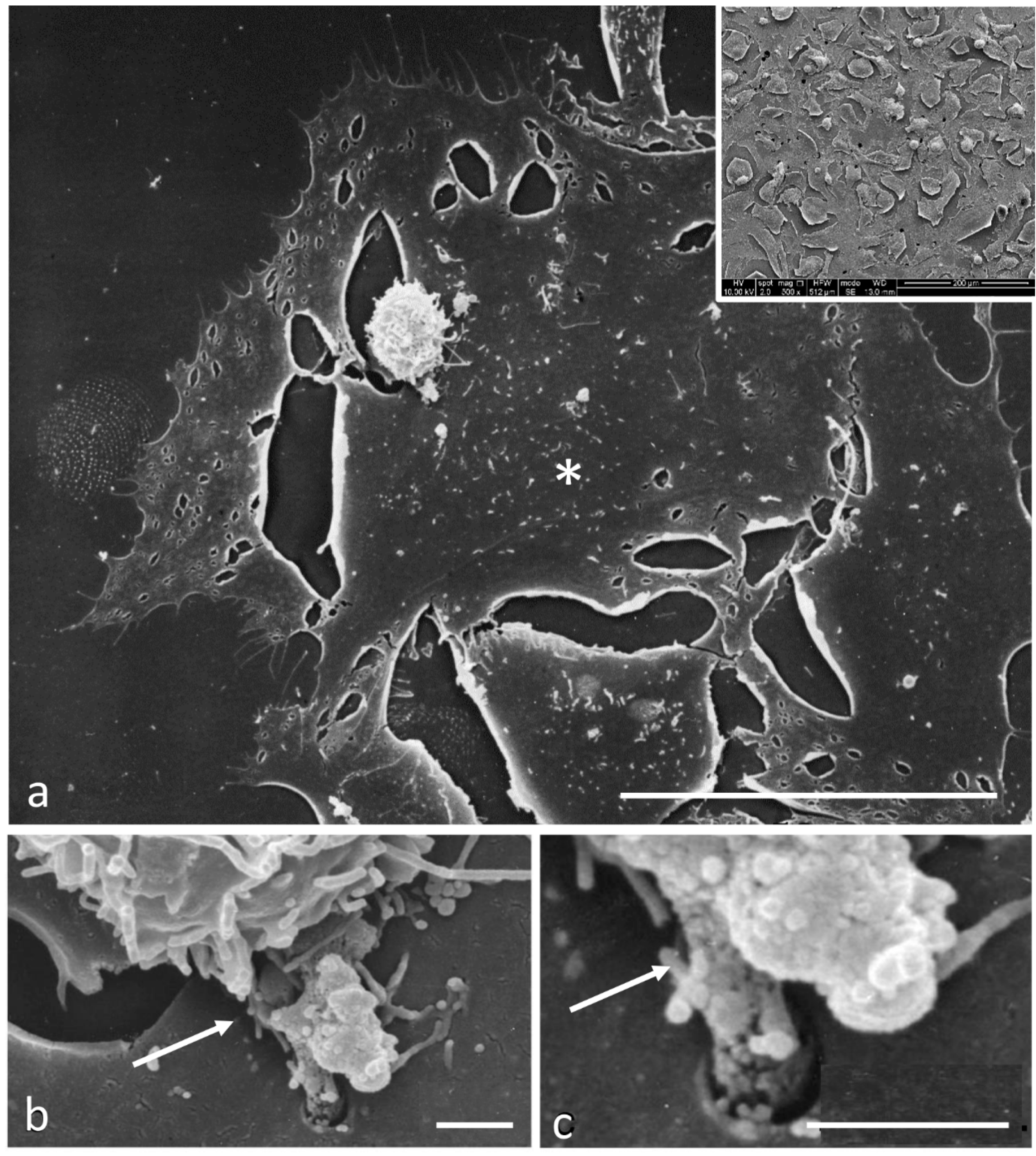 Biomedicines 11 01544 g007
