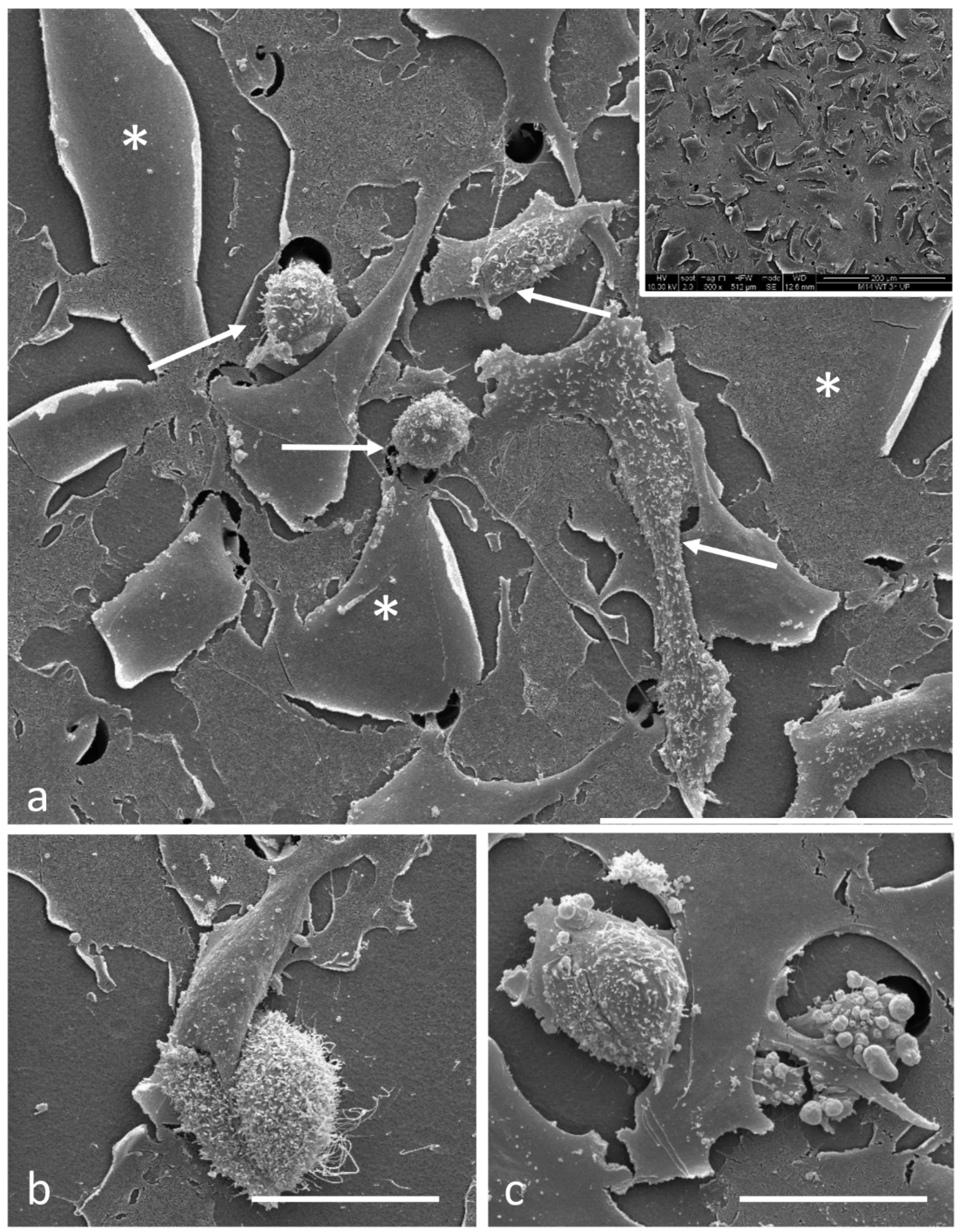 Biomedicines 11 01544 g008