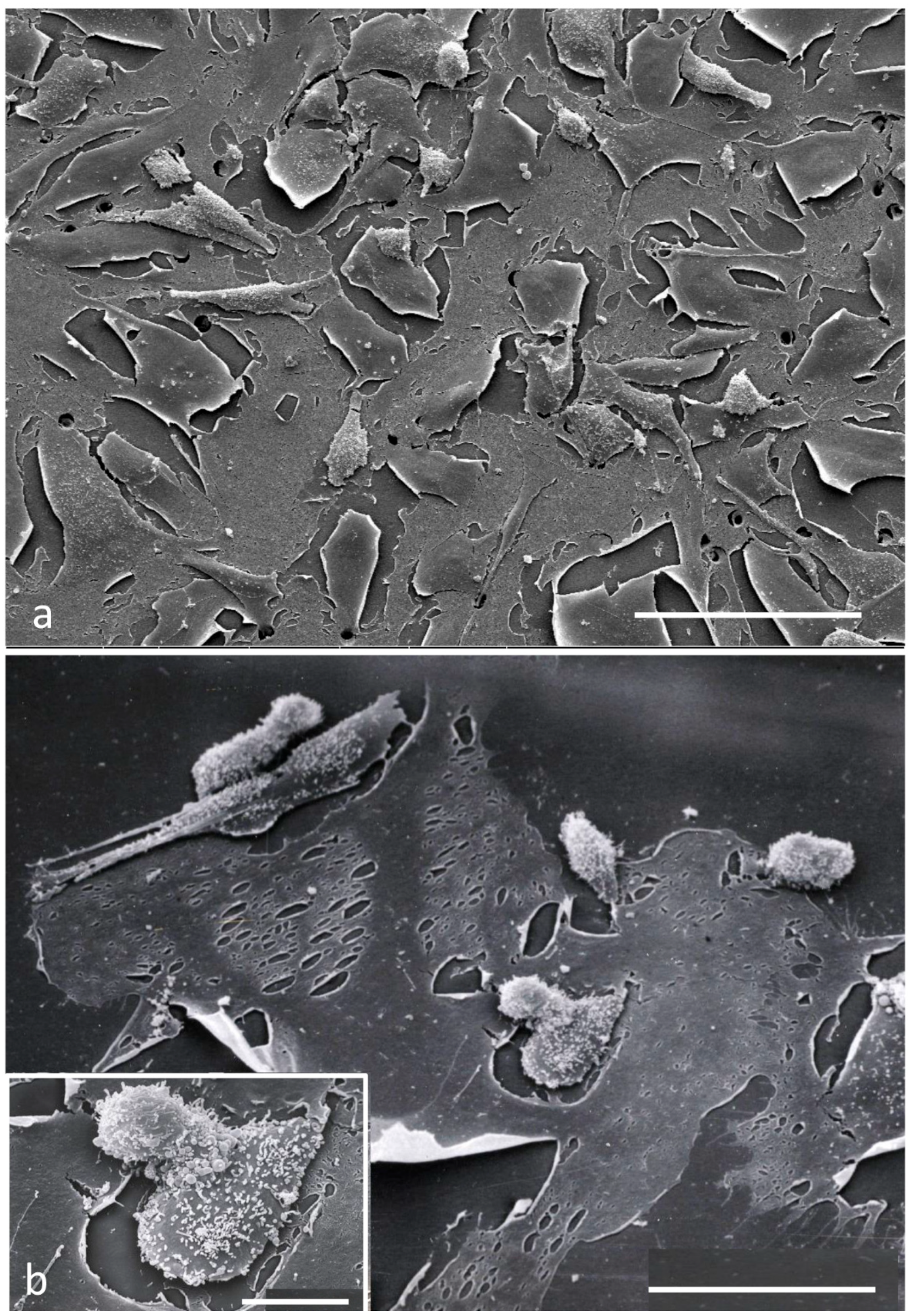 Biomedicines 11 01544 g010