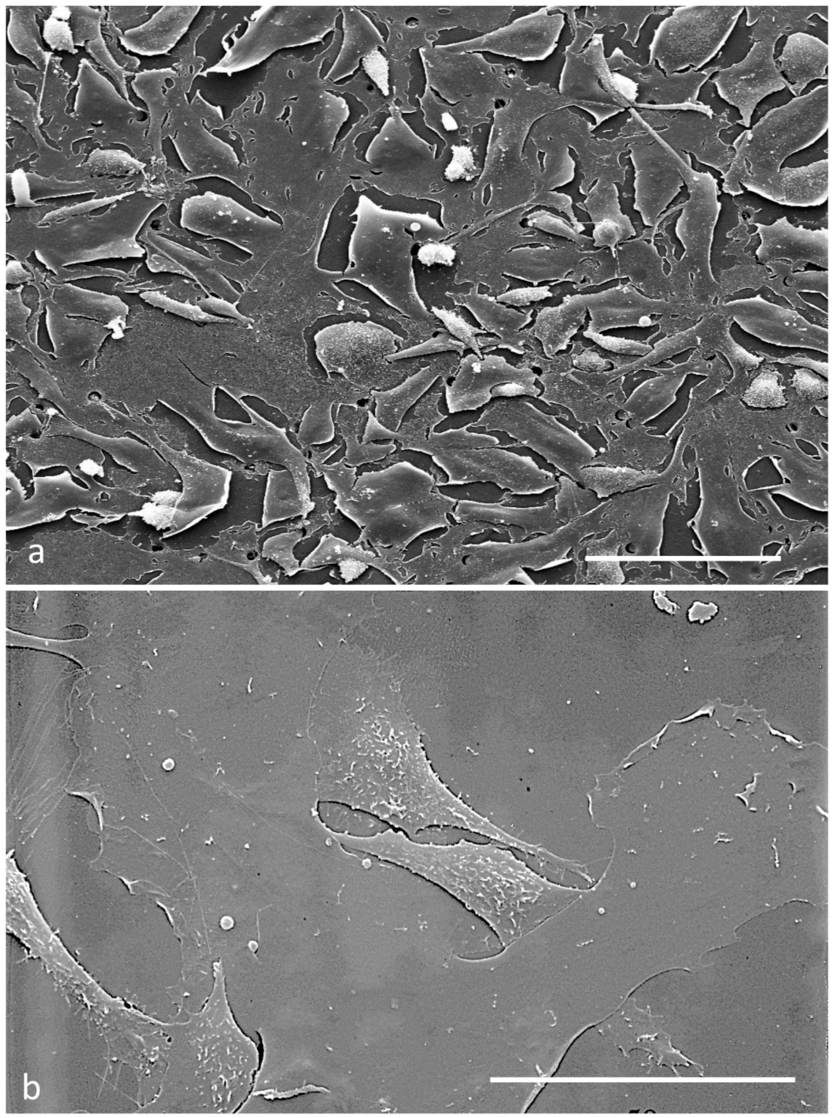 Biomedicines 11 01544 g011