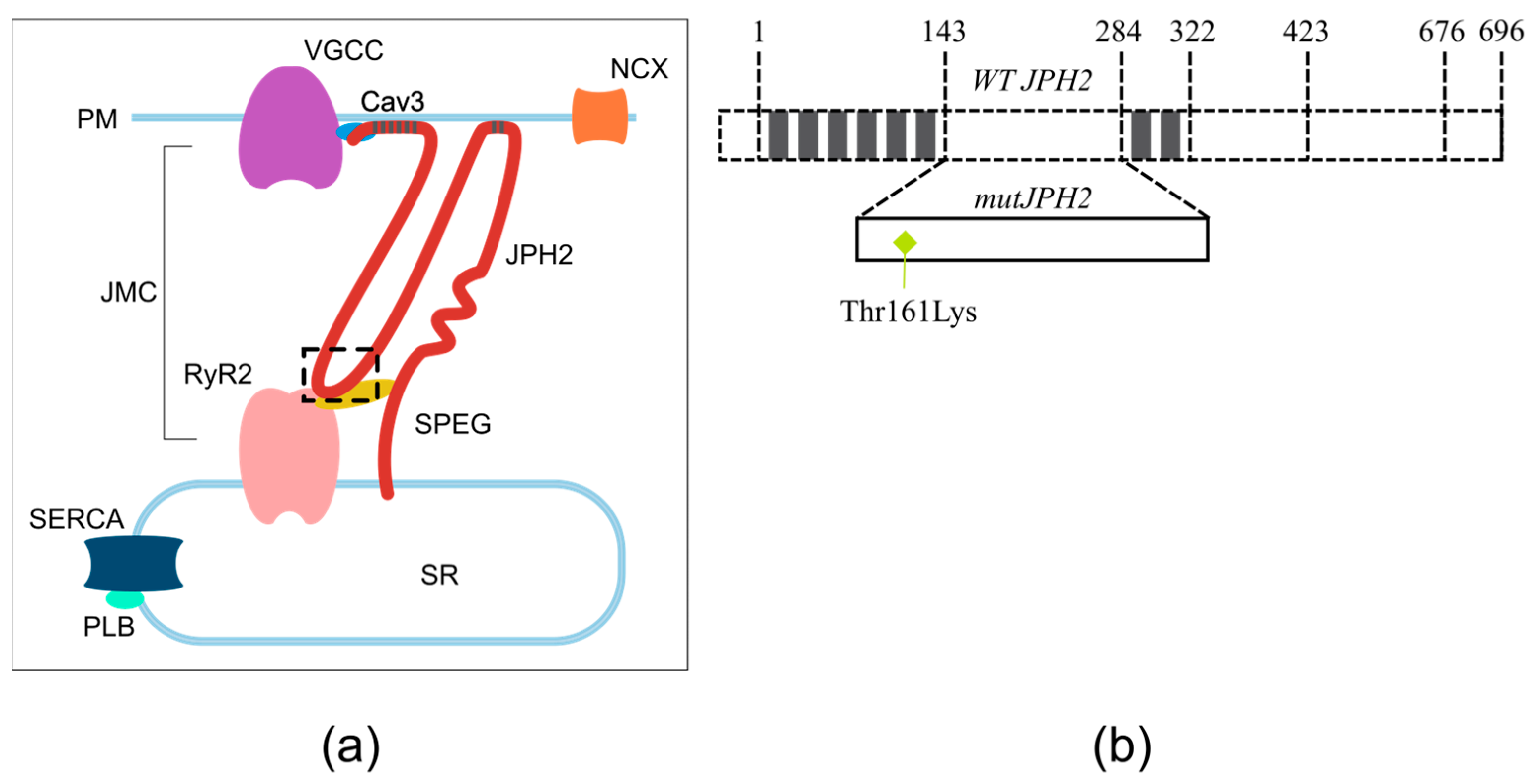 Biomedicines 11 01558 g001