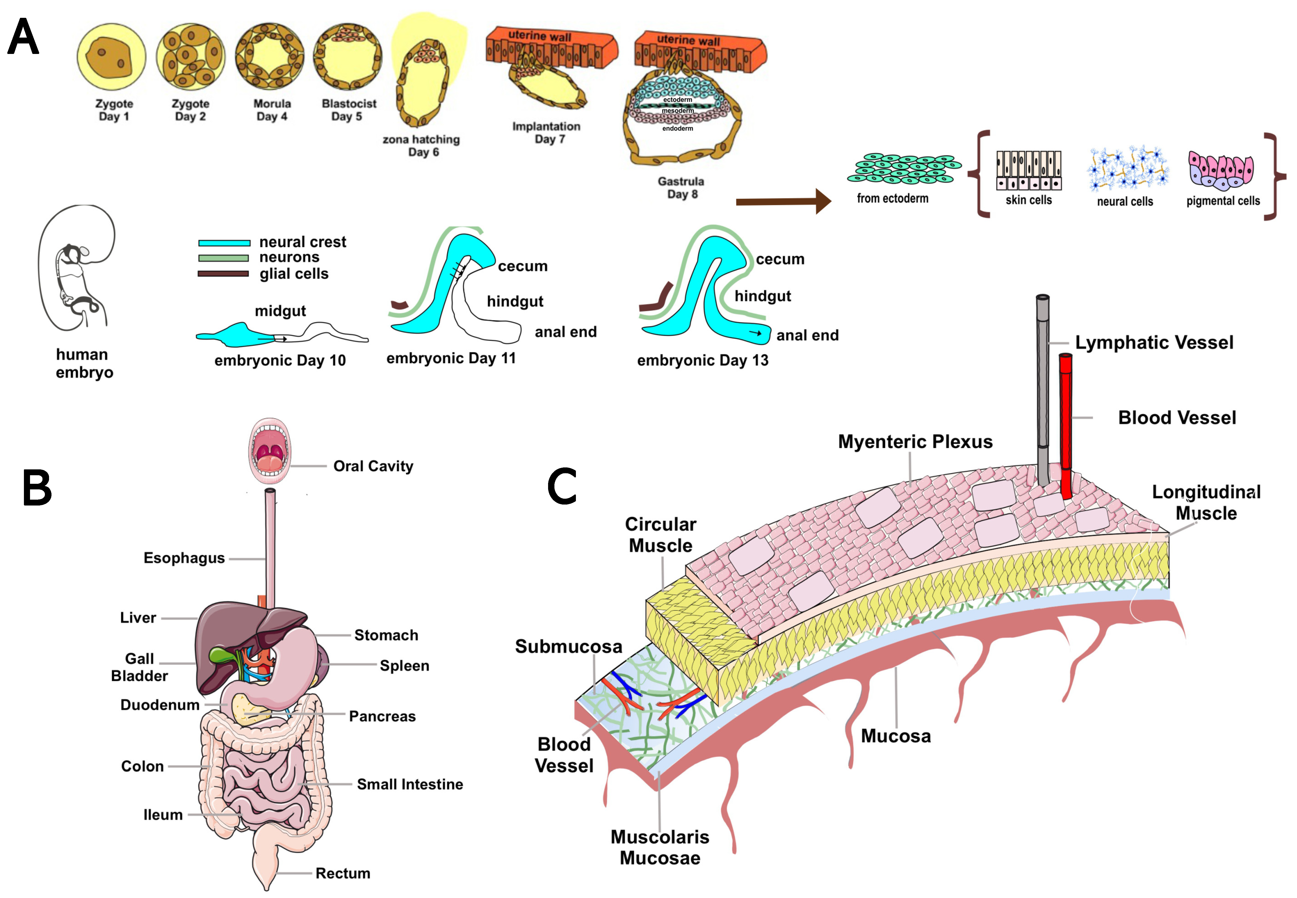 Biomedicines 11 01560 g001