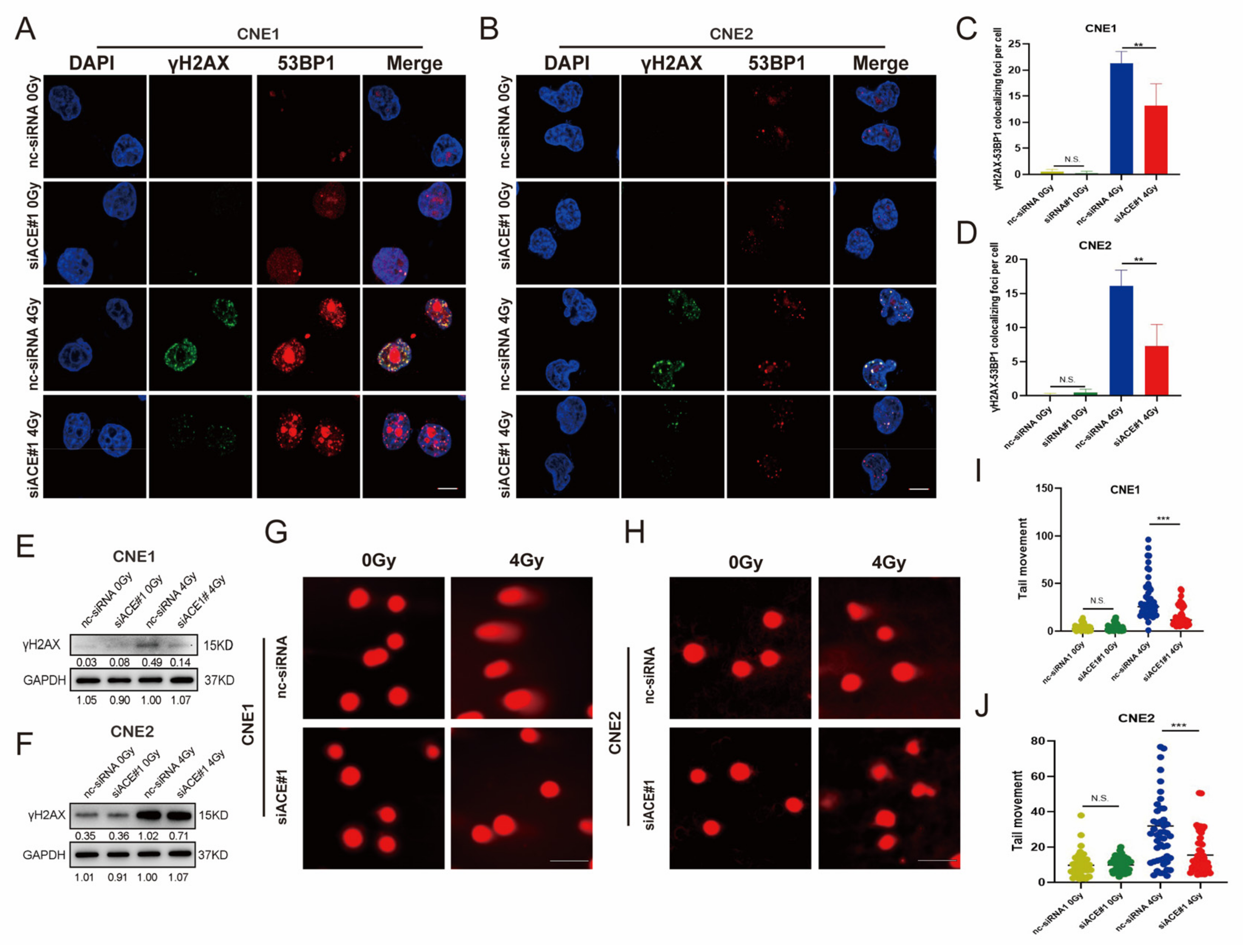 Biomedicines 11 01581 g003