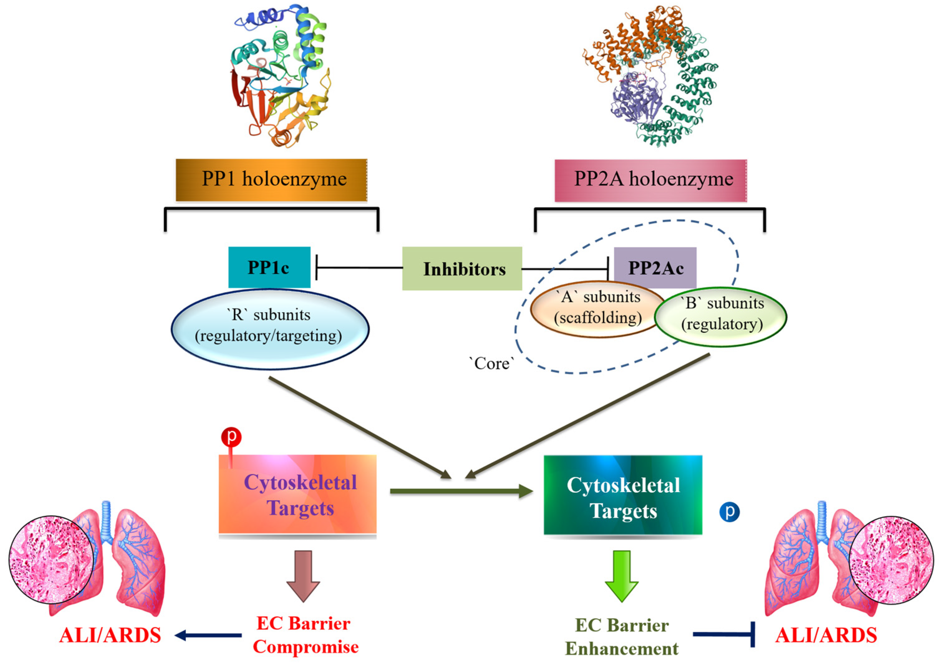Biomedicines 11 01638 g001