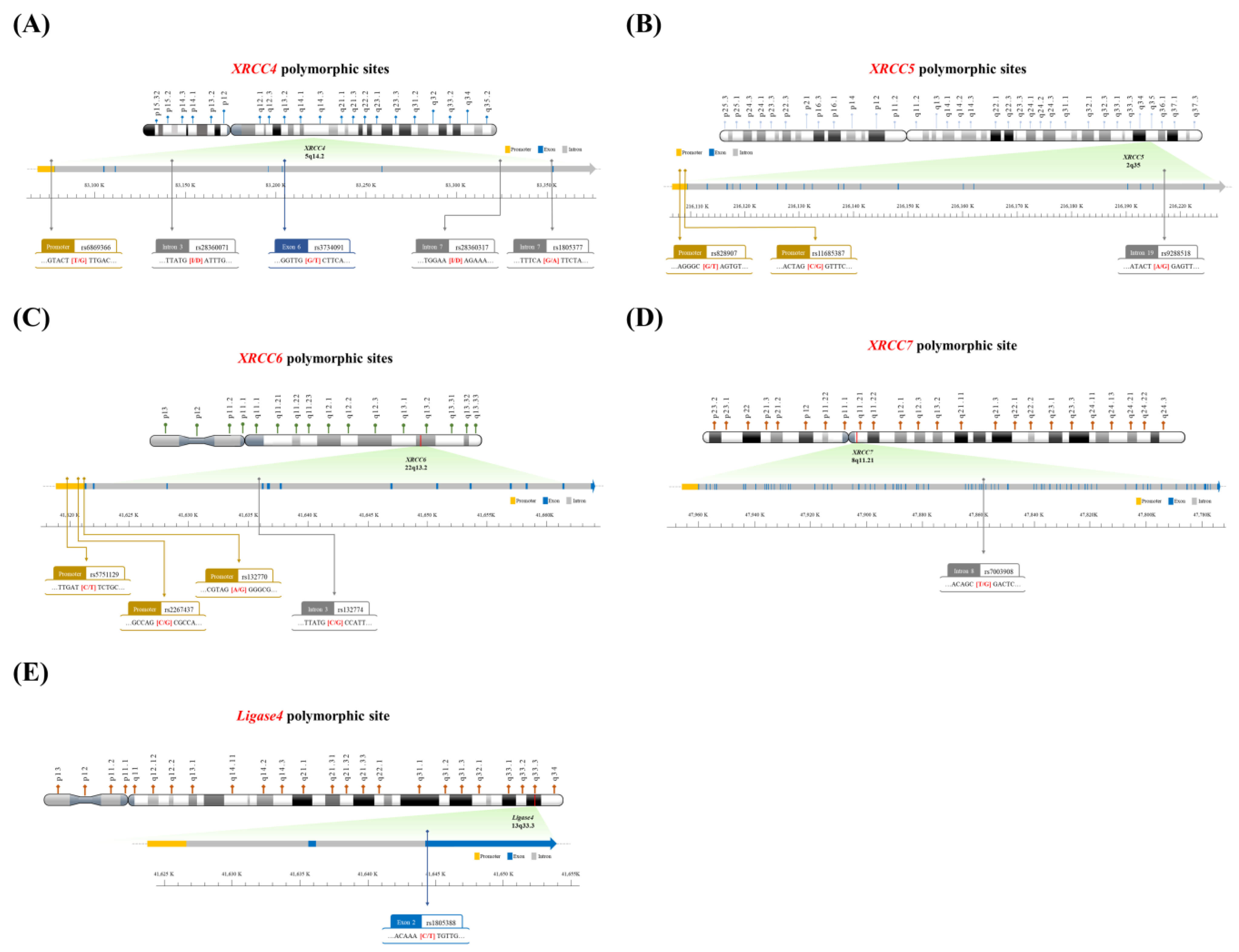 Biomedicines 11 01648 g001 Biomedicines 11 01648 g001