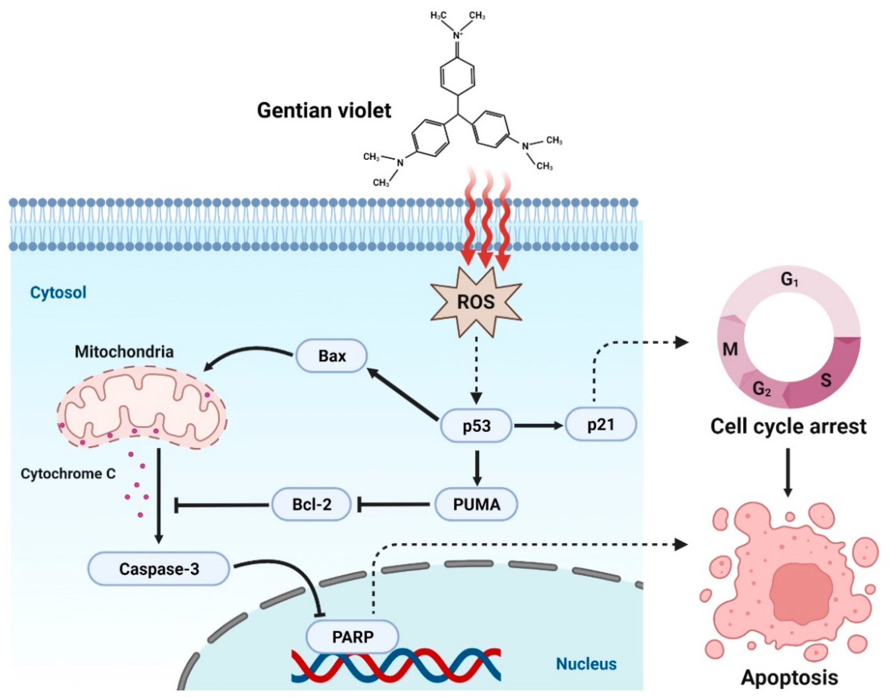 Biomedicines 11 01657 g006 Biomedicines 11 01657 g006