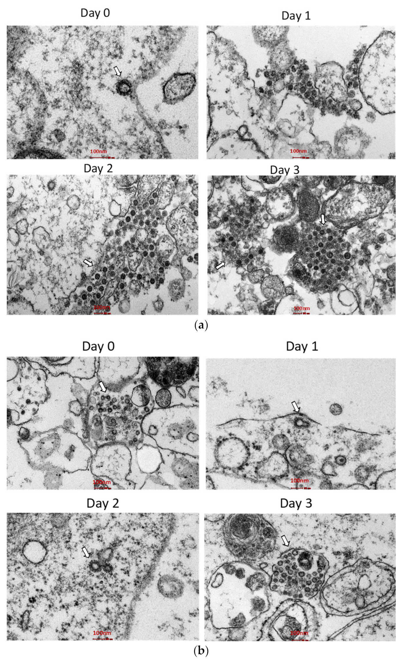 Biomedicines 11 01658 g004