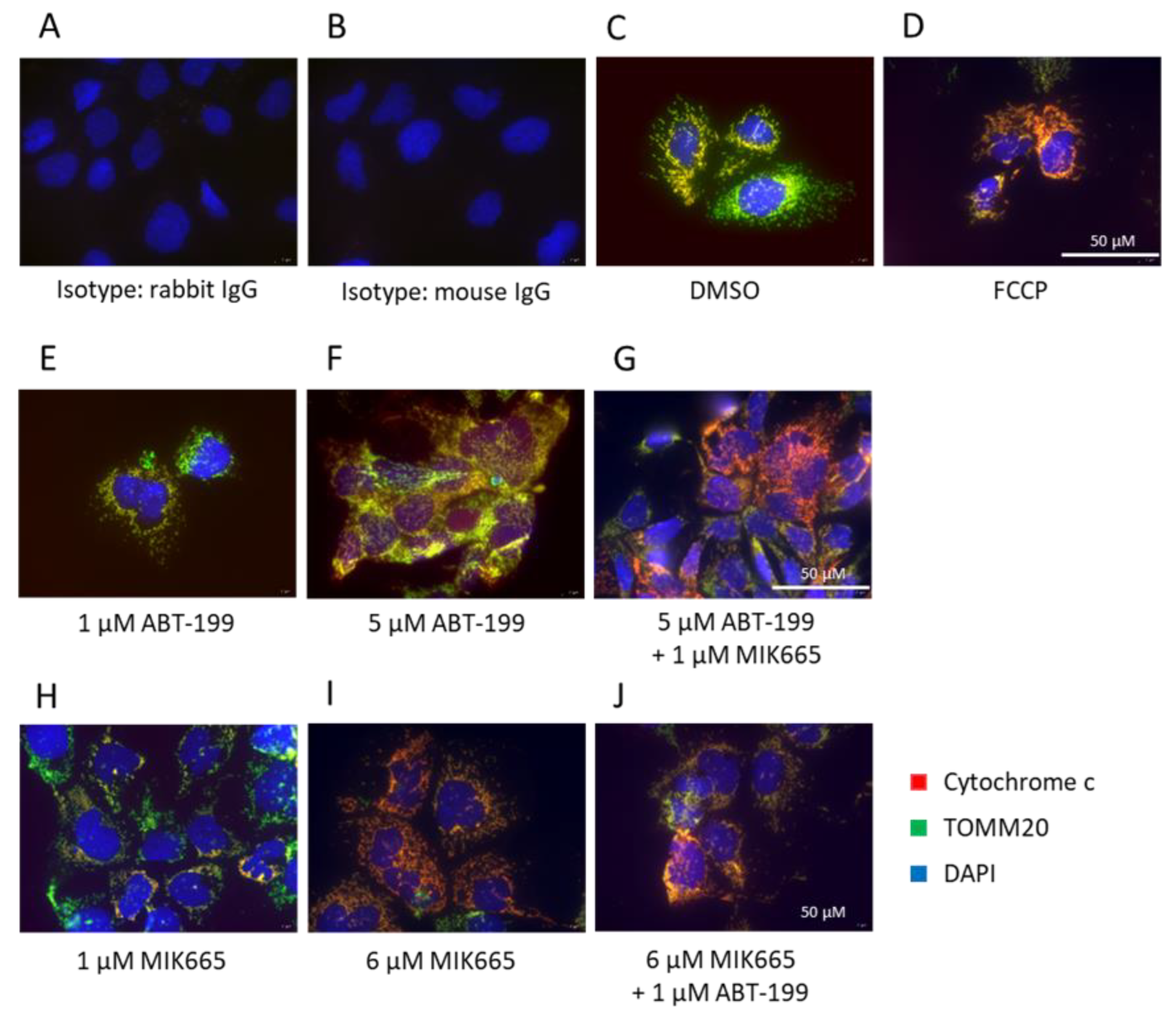 Biomedicines 11 01666 g002