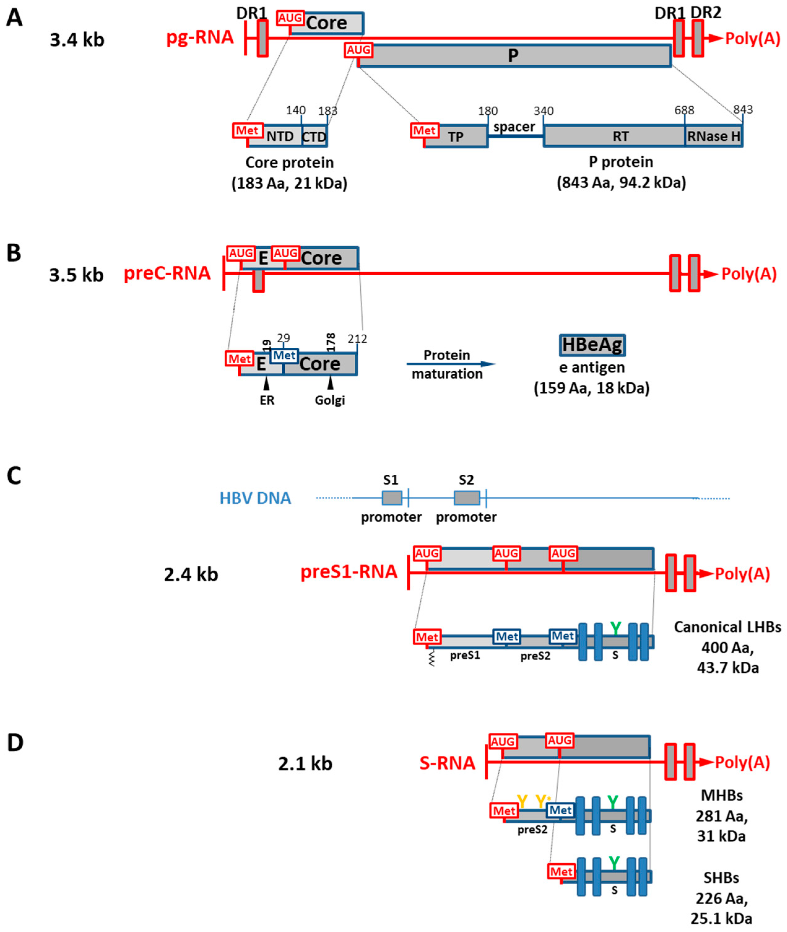 Biomedicines 11 01674 g002