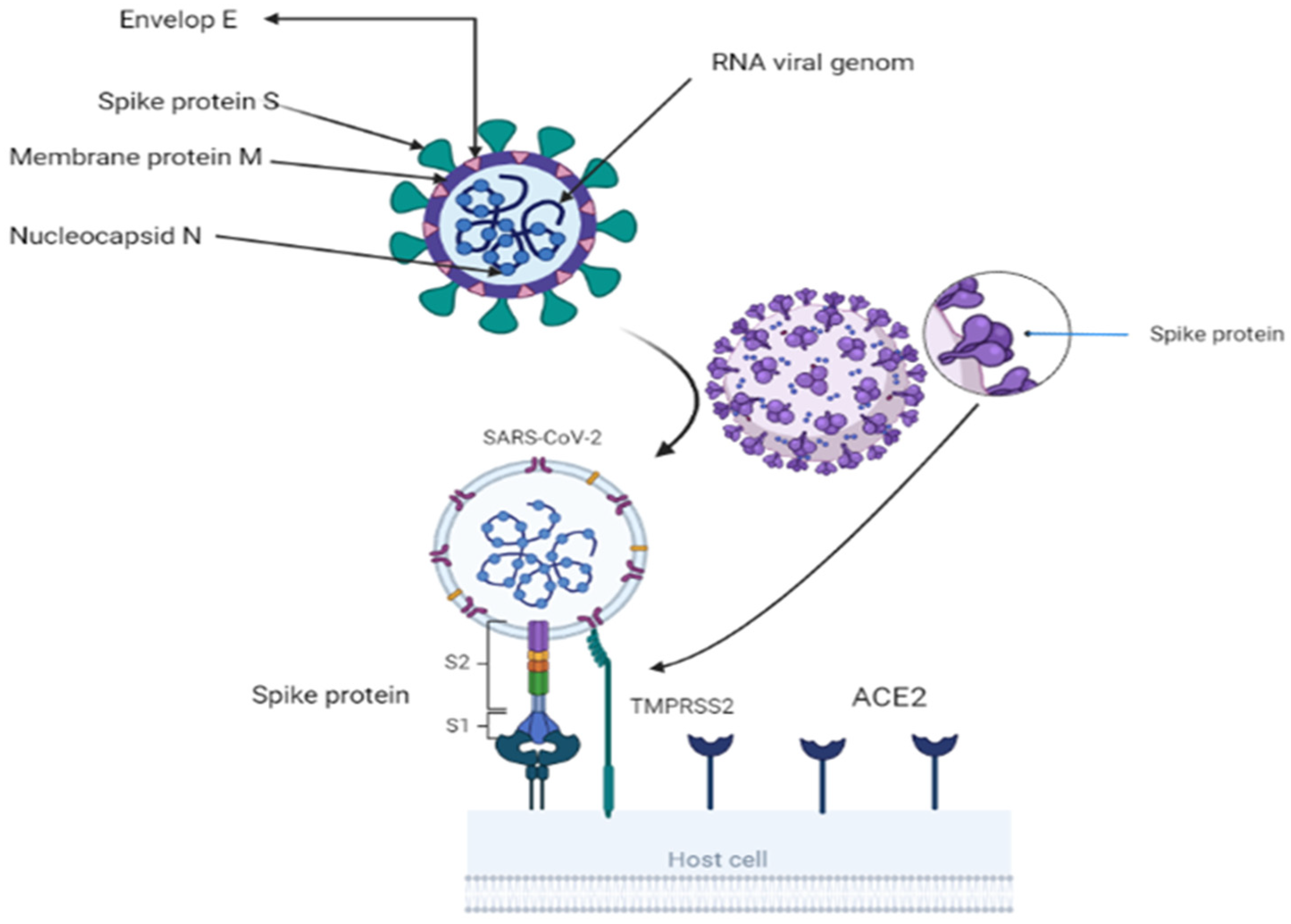 Biomedicines 11 01677 g001 Biomedicines 11 01677 g001