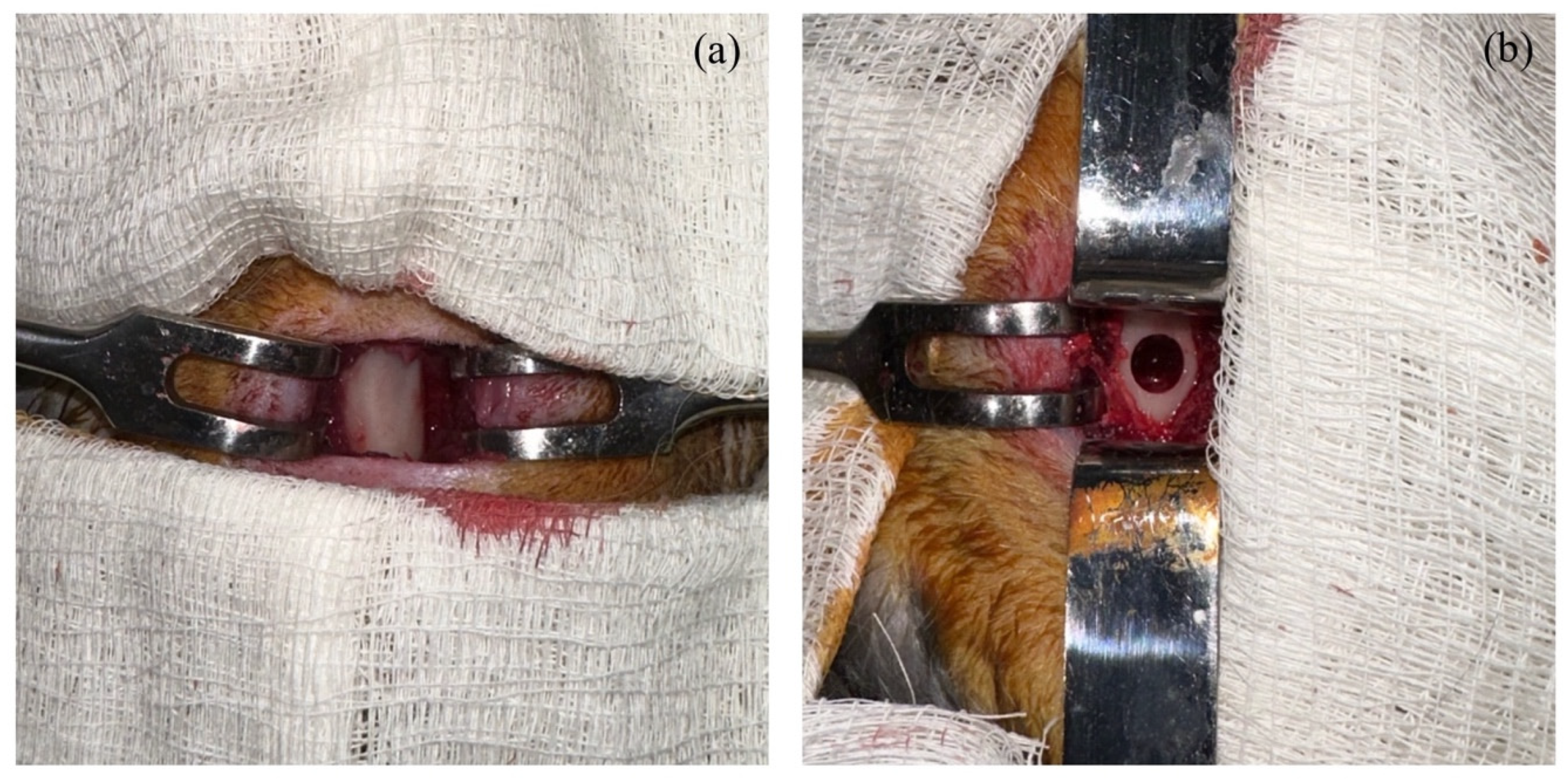 Biomedicines 11 01729 g002