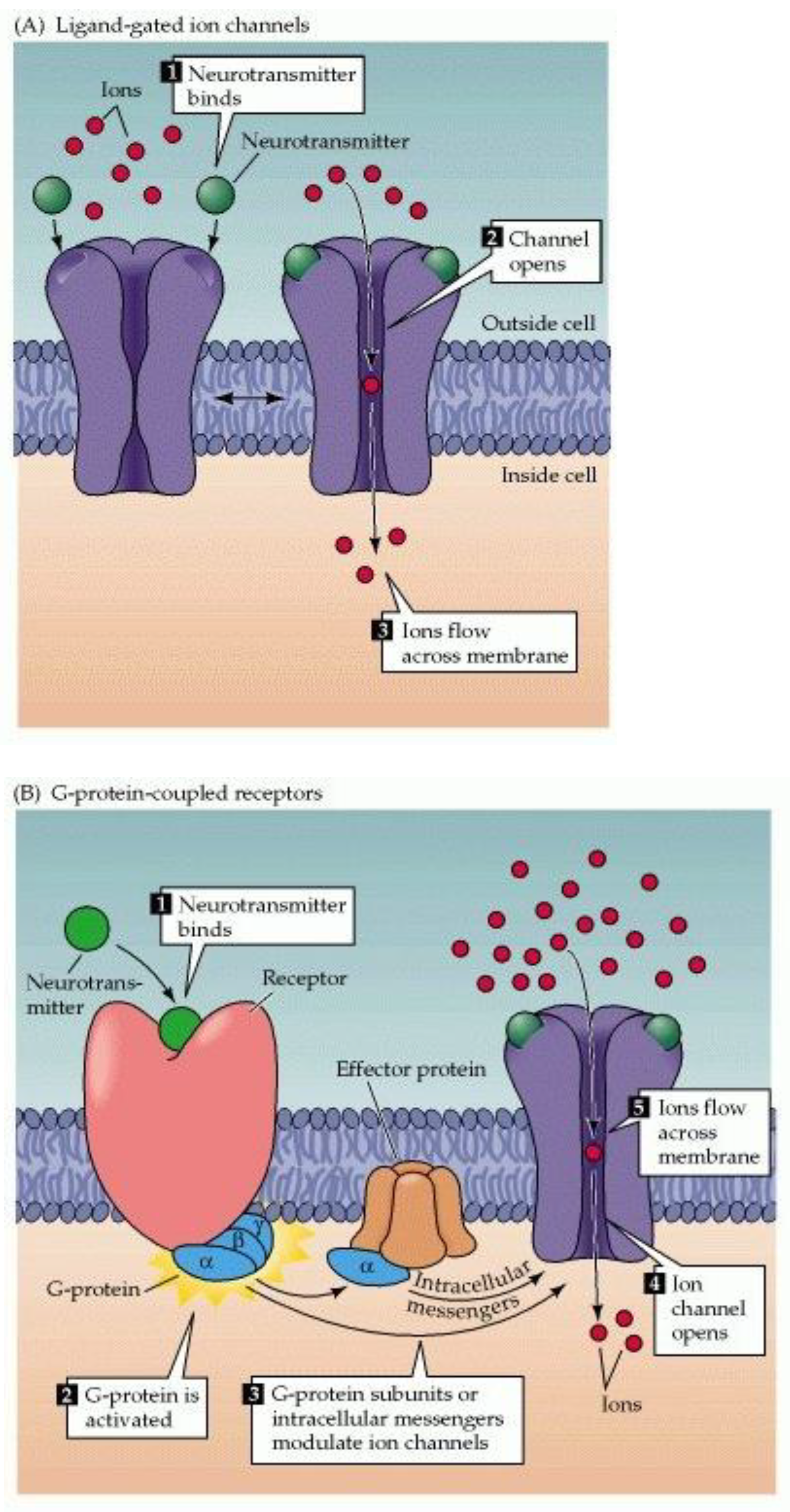 Biomedicines 11 01778 g005 Biomedicines 11 01778 g005