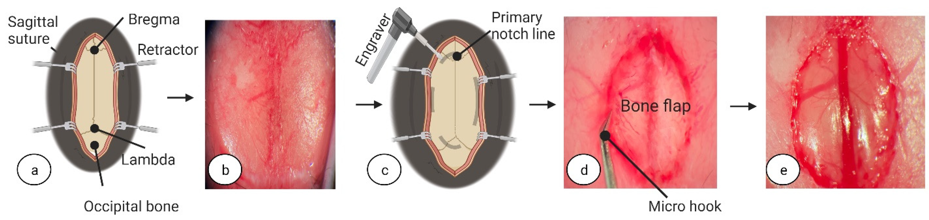 Biomedicines 11 01782 g001