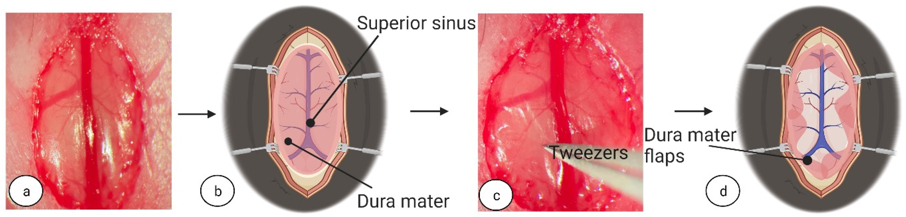 Biomedicines 11 01782 g002