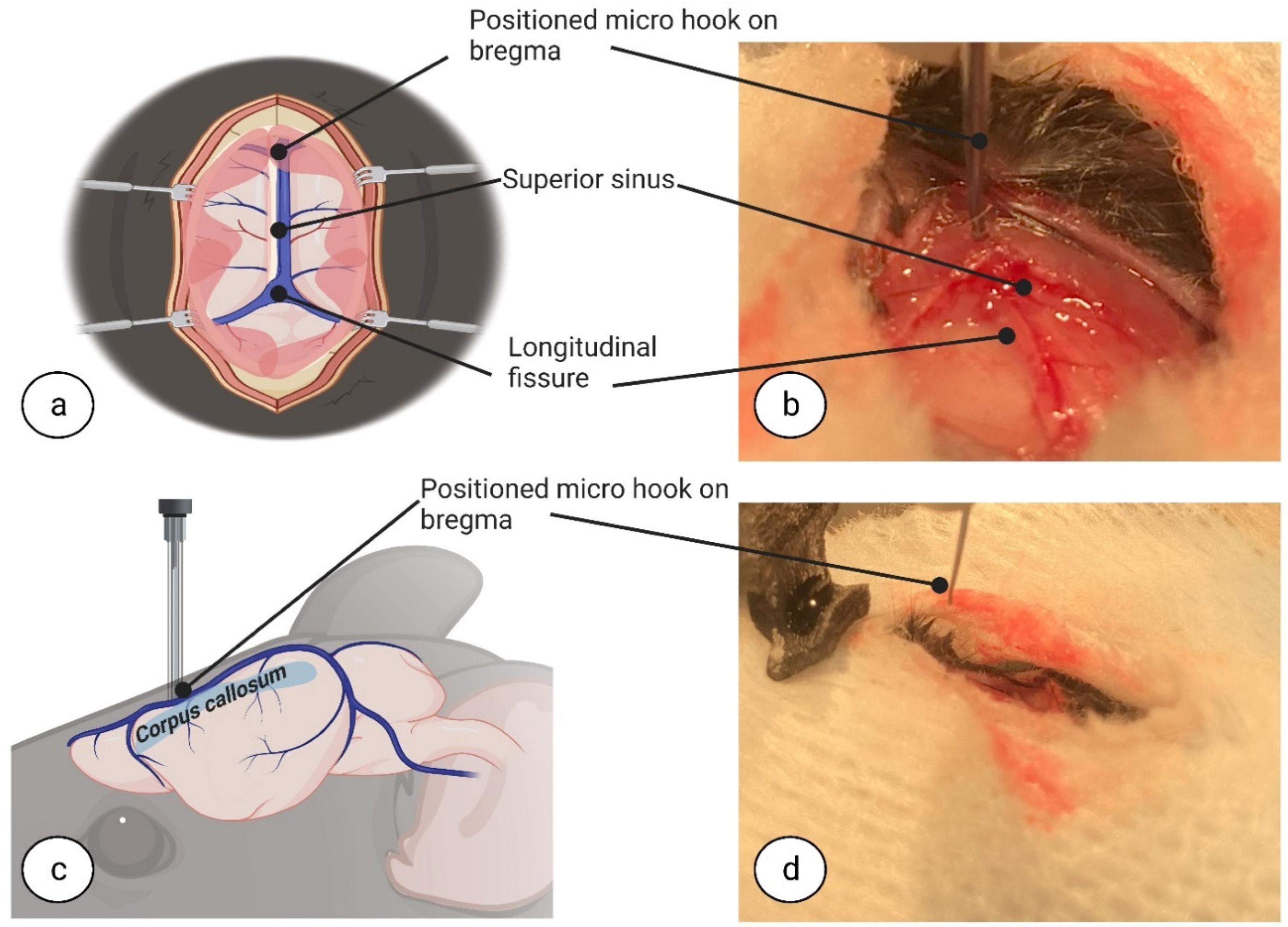 Biomedicines 11 01782 g003