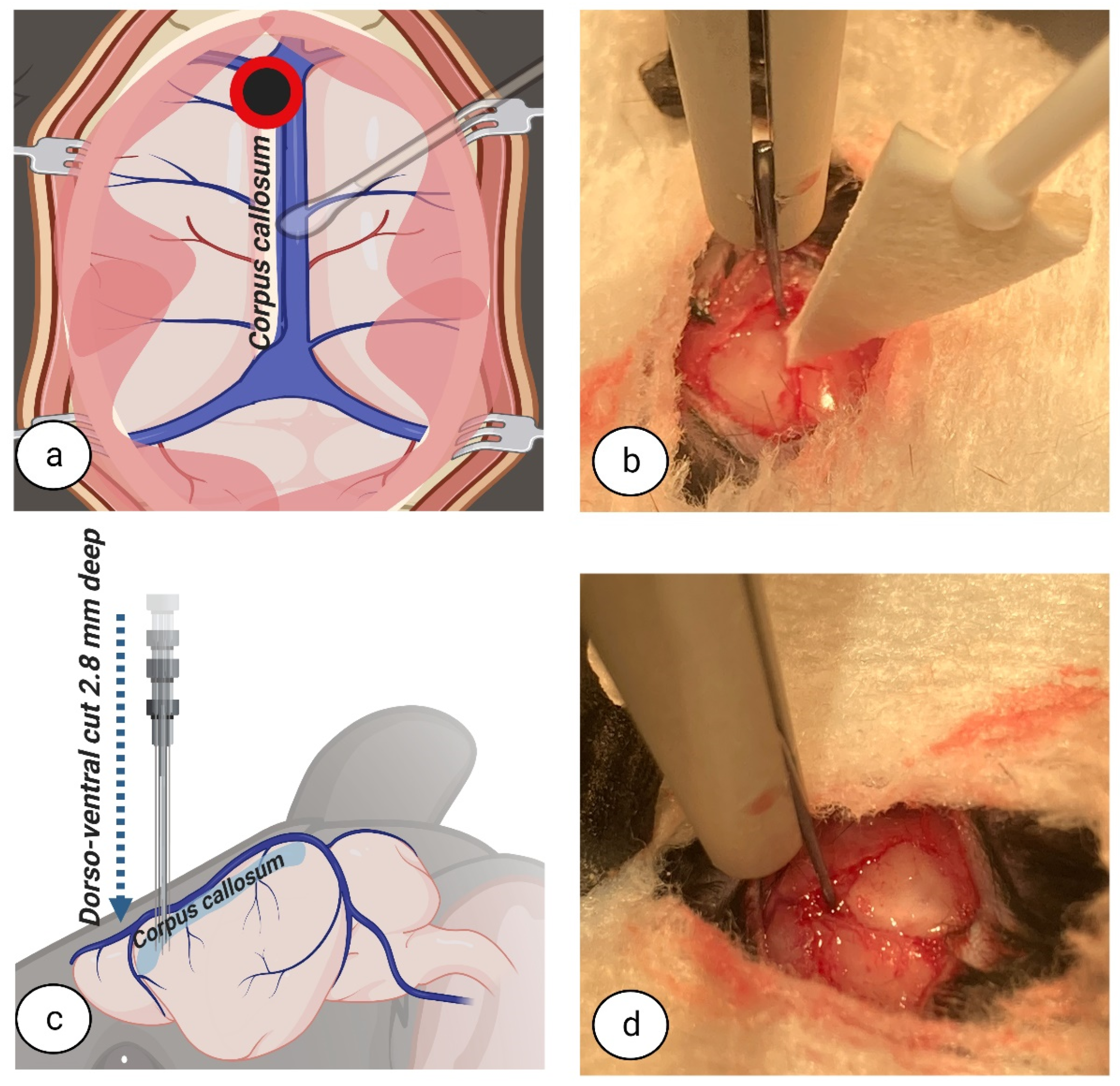 Biomedicines 11 01782 g004
