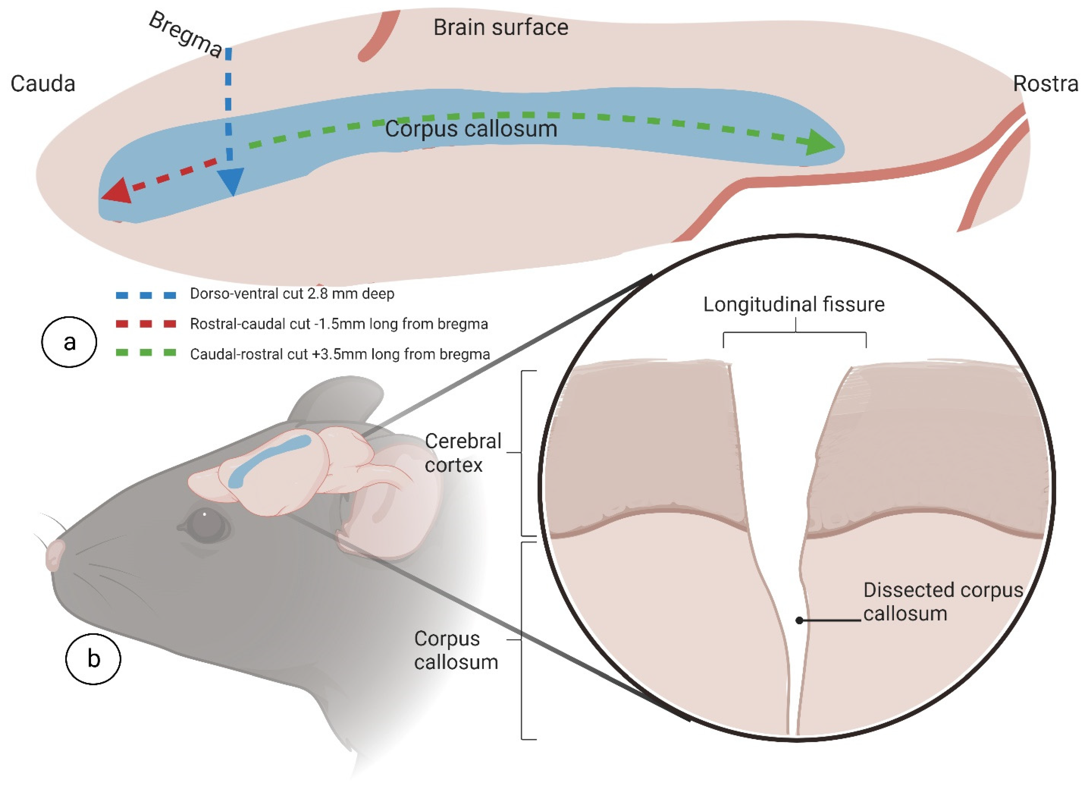 Biomedicines 11 01782 g007