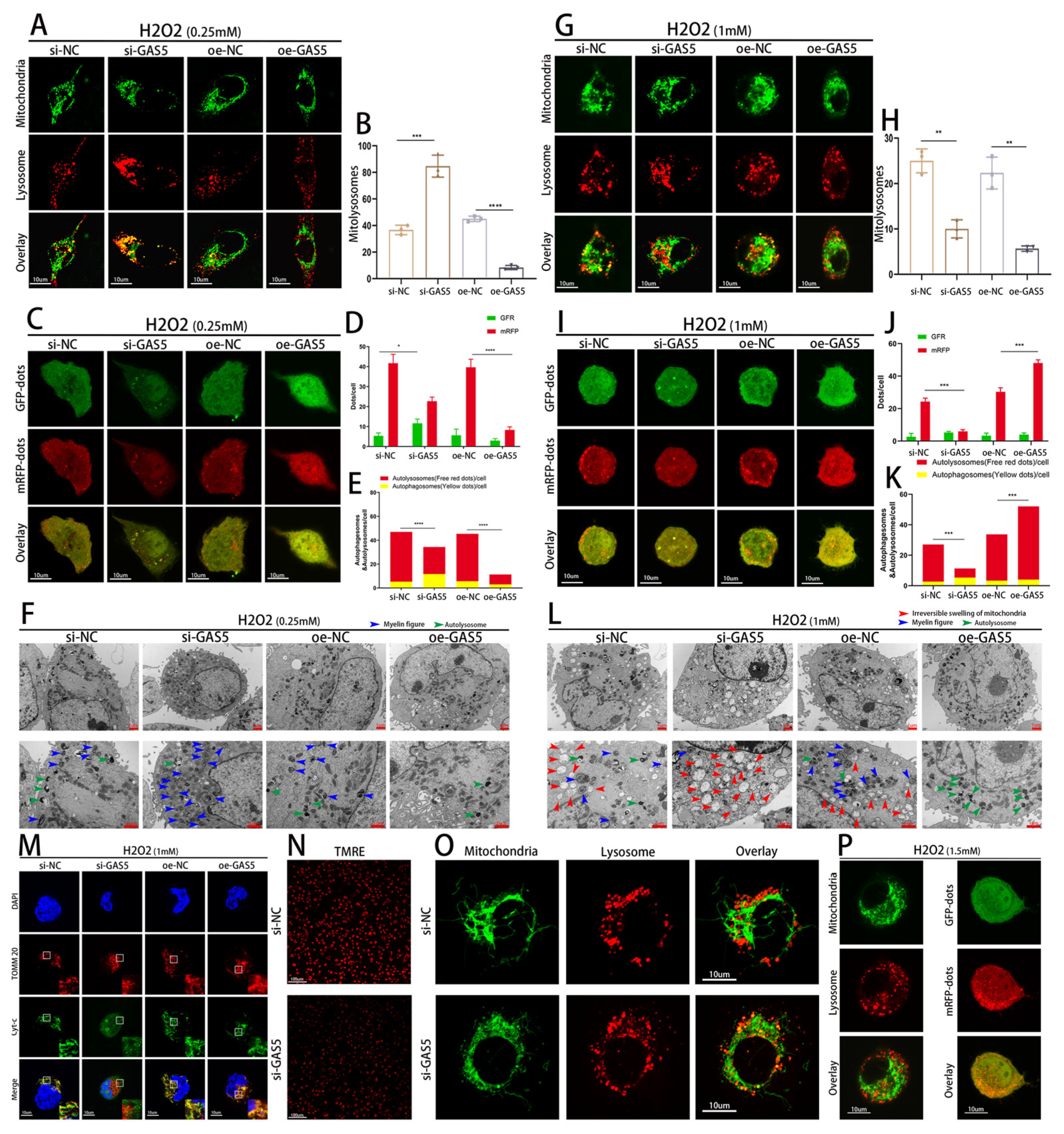 Biomedicines 11 01811 g005