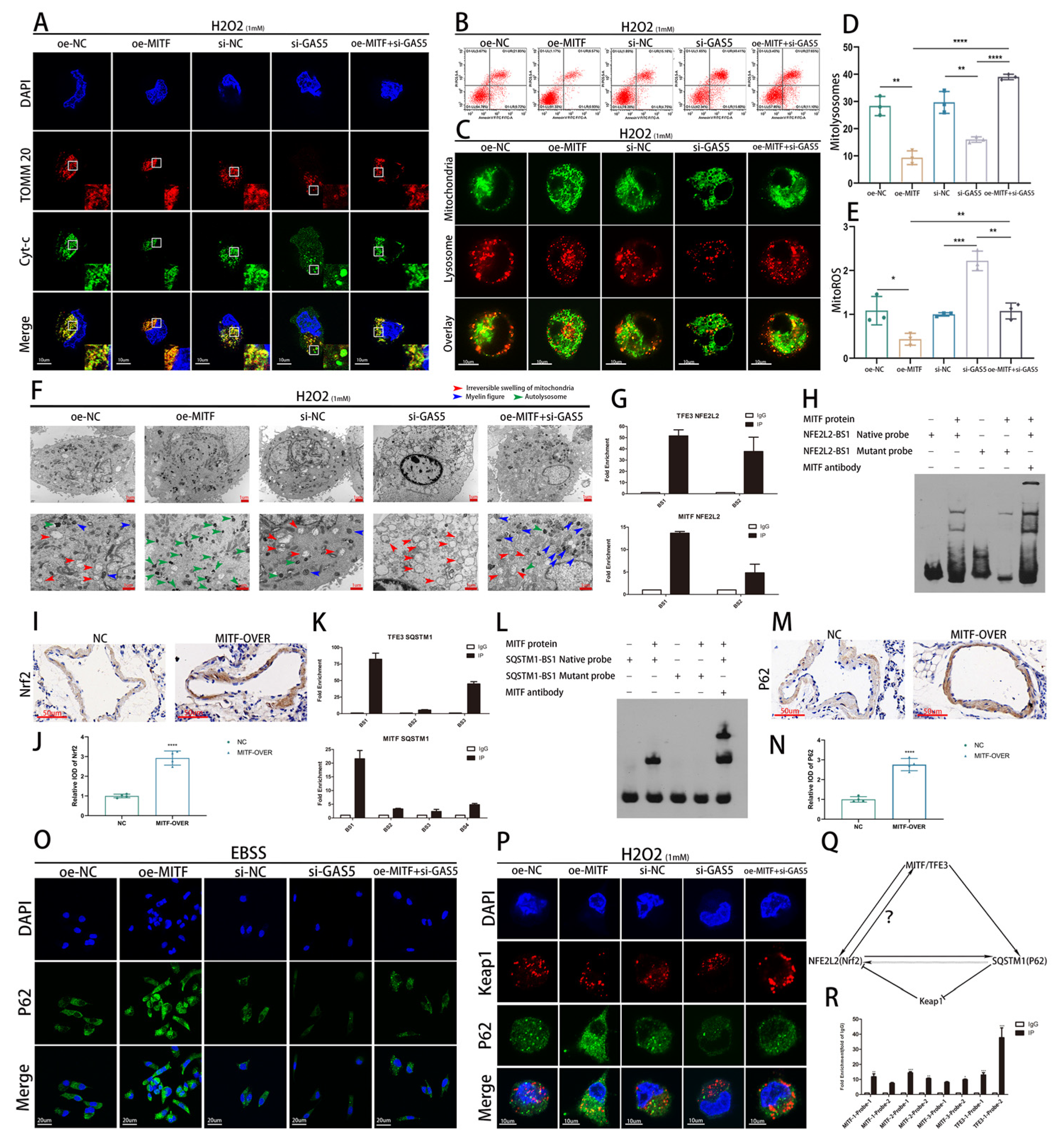 Biomedicines 11 01811 g006