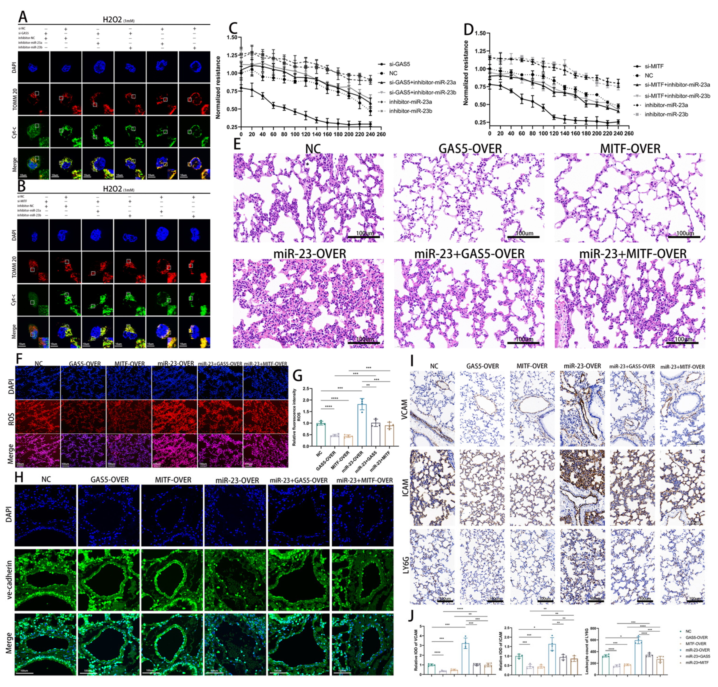 Biomedicines 11 01811 g007