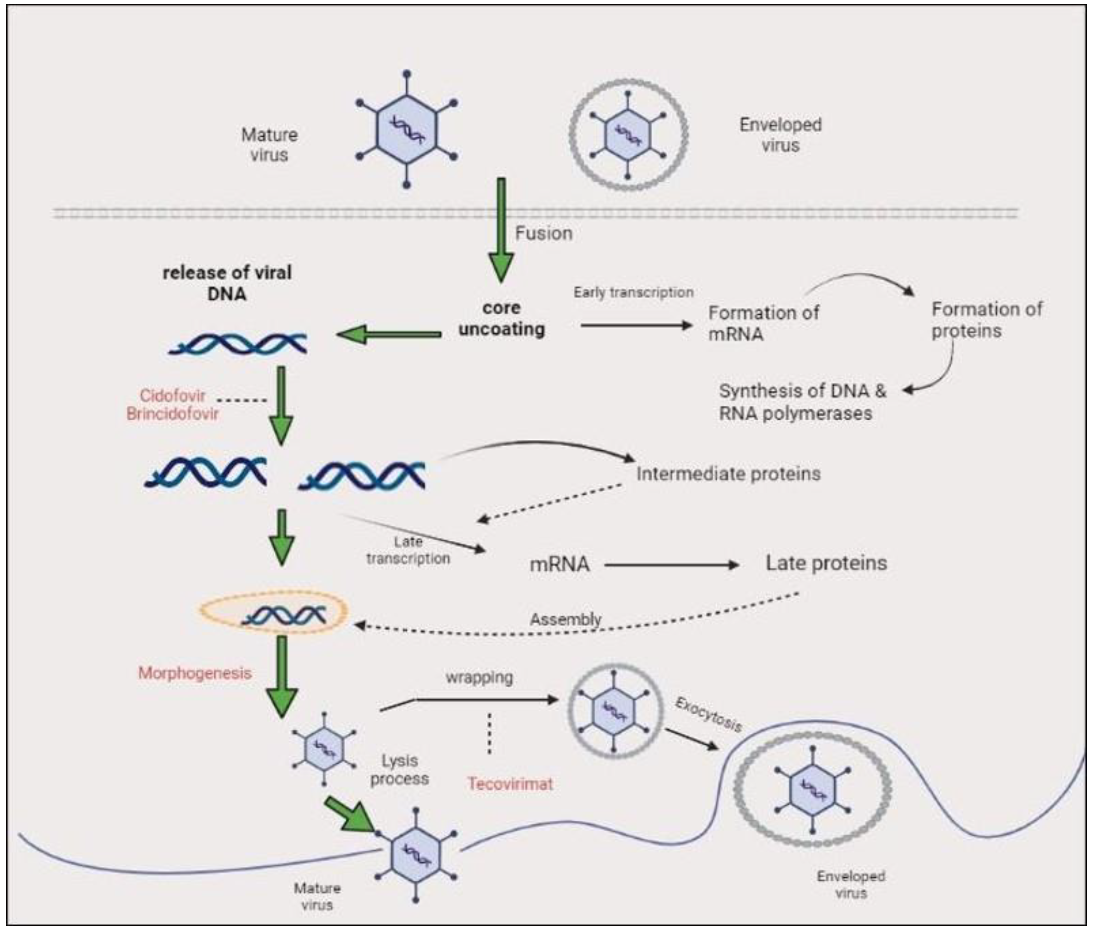 Biomedicines 11 01832 g004 Biomedicines 11 01832 g004