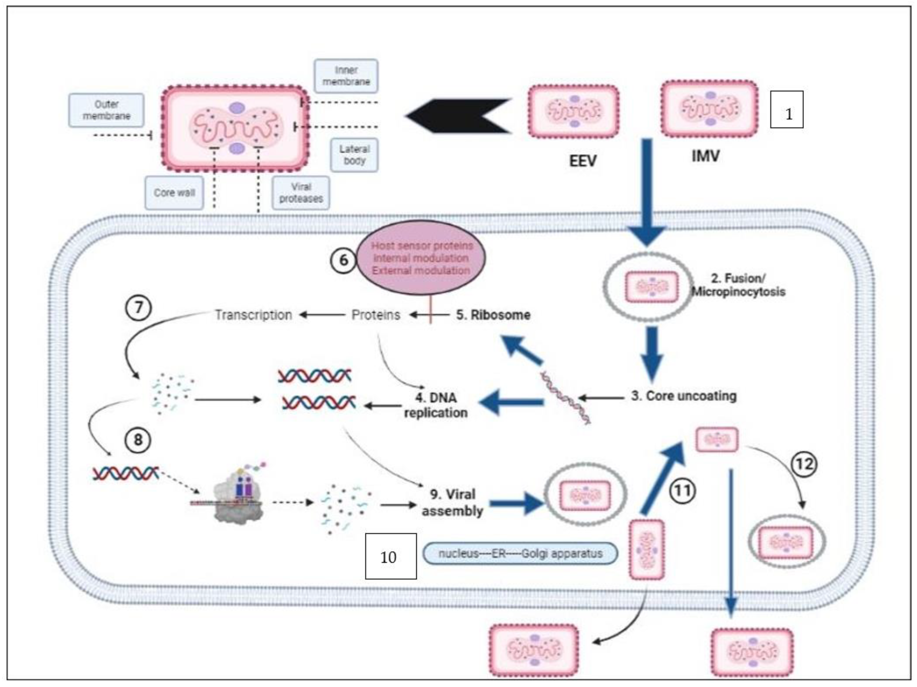 Biomedicines 11 01832 g005 Biomedicines 11 01832 g005