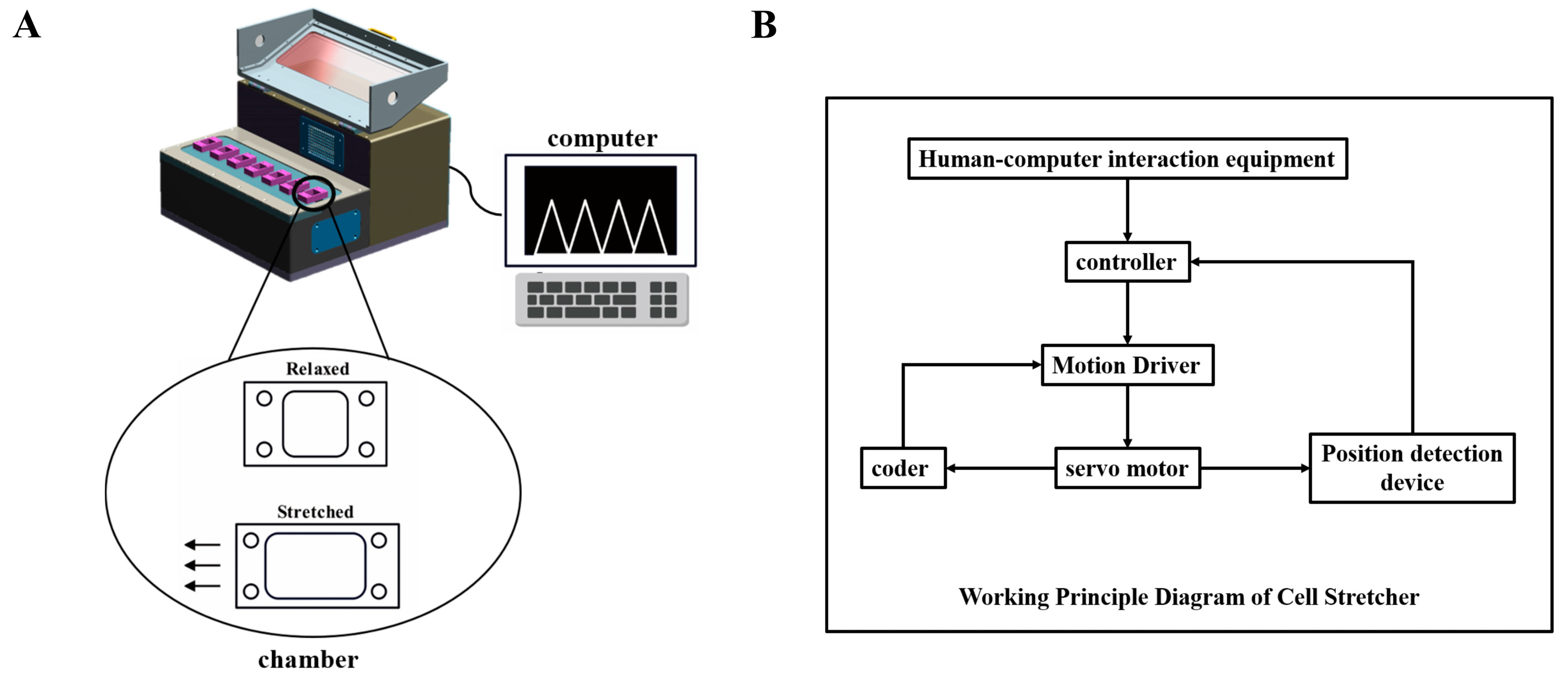 Biomedicines 11 01833 g001