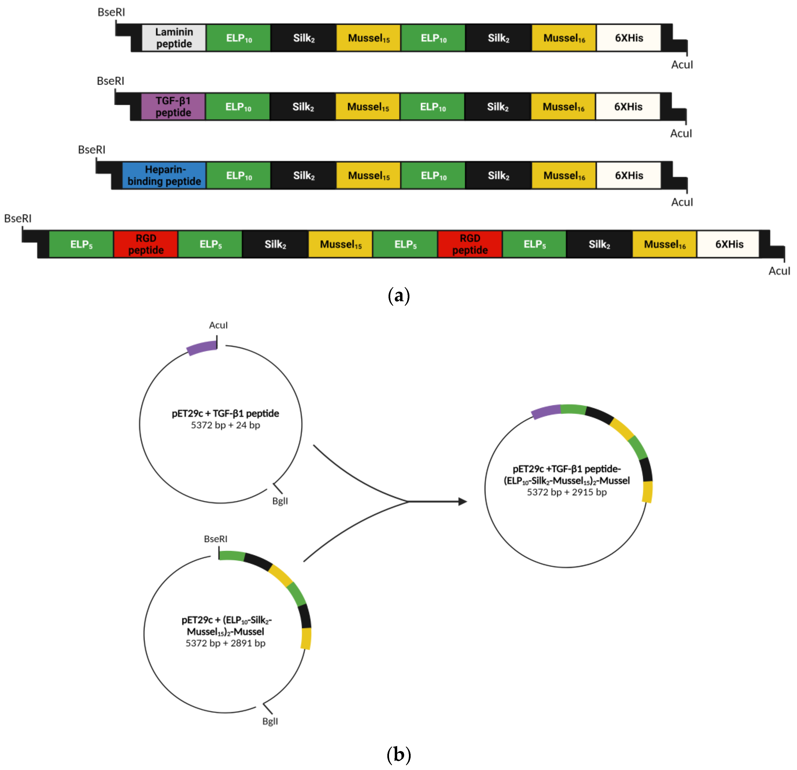 Biomedicines 11 01890 g001 Biomedicines 11 01890 g001