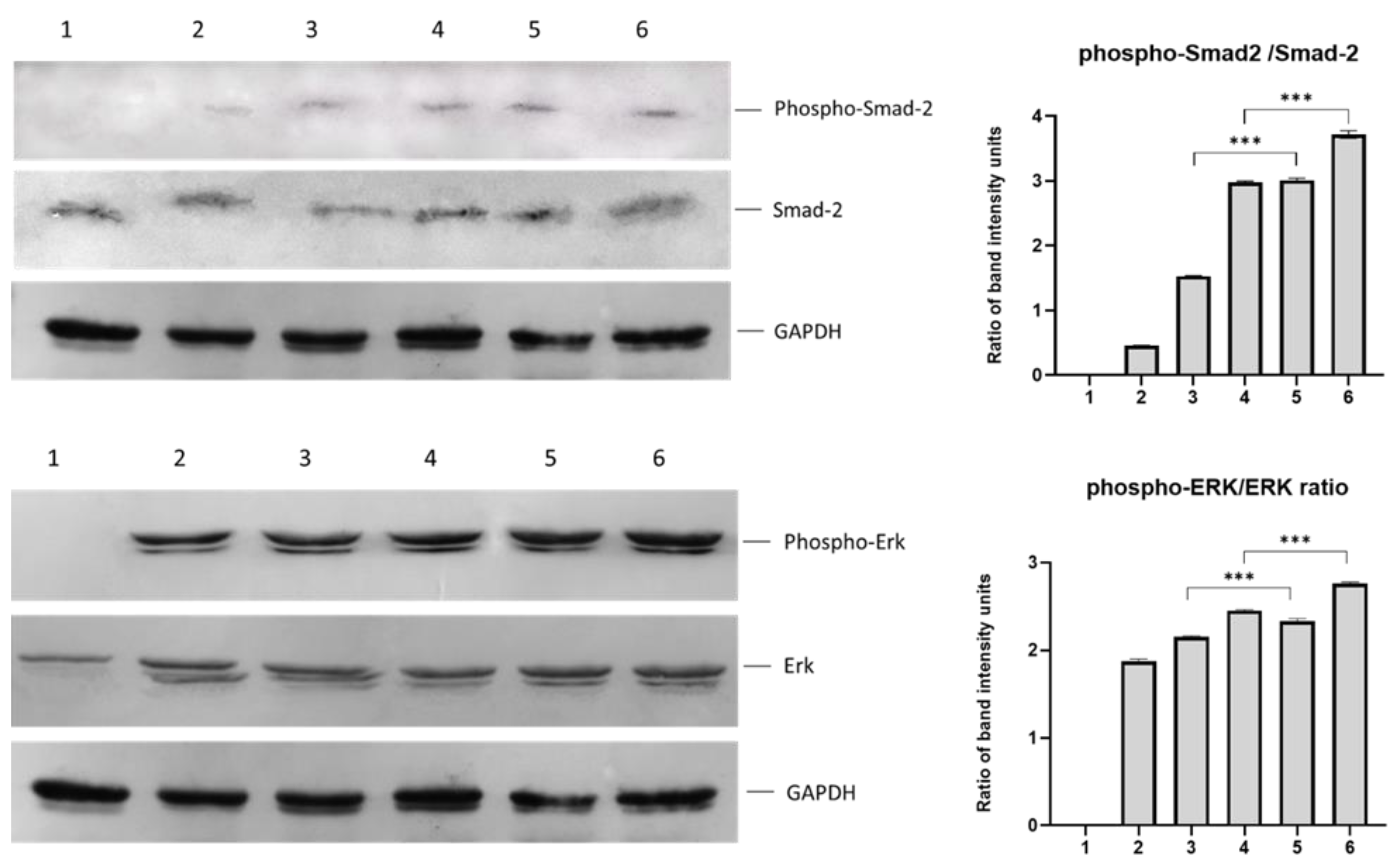 Biomedicines 11 01890 g012 Biomedicines 11 01890 g012