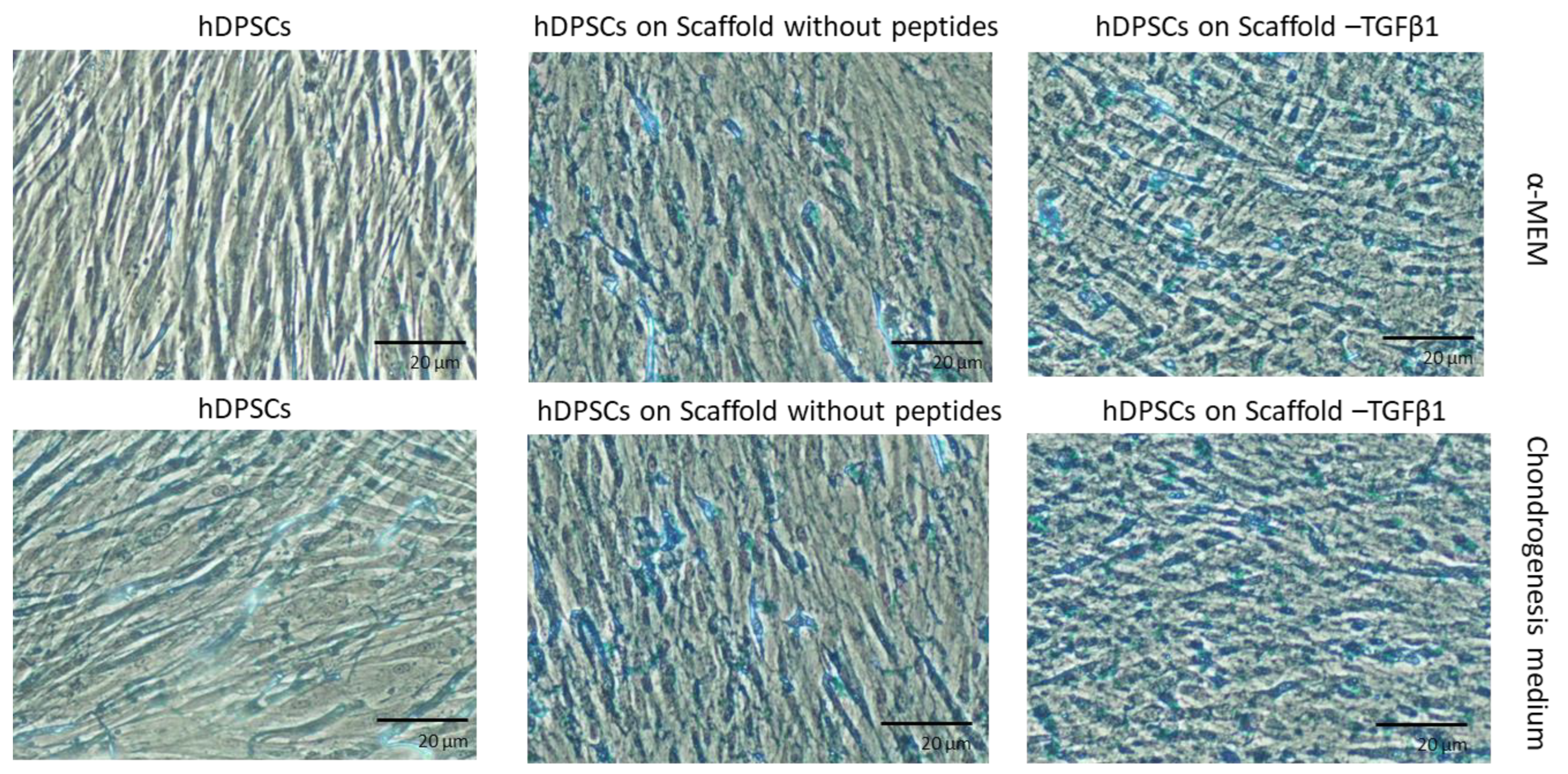 Biomedicines 11 01890 g013 Biomedicines 11 01890 g013