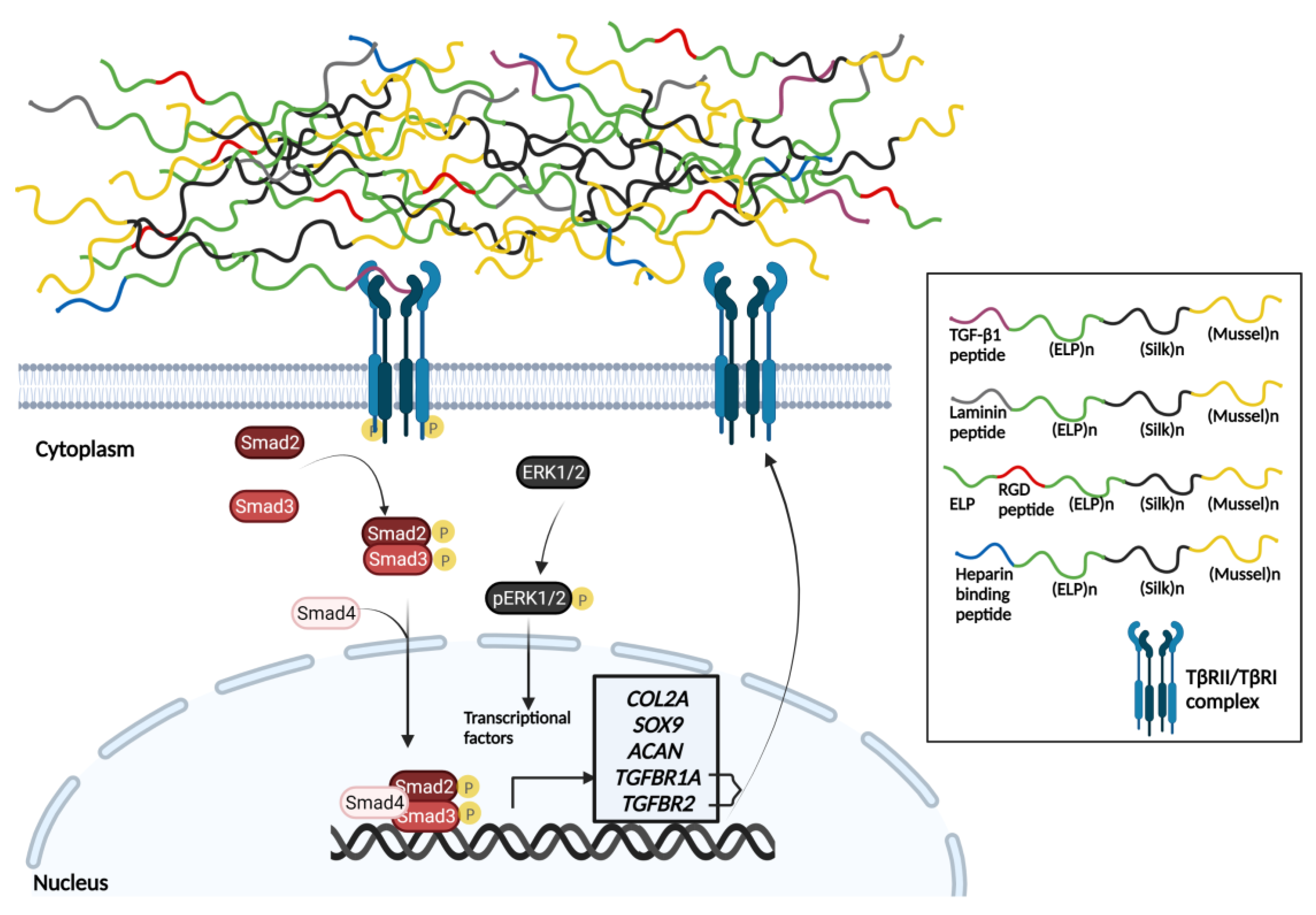 Biomedicines 11 01890 g015 Biomedicines 11 01890 g015