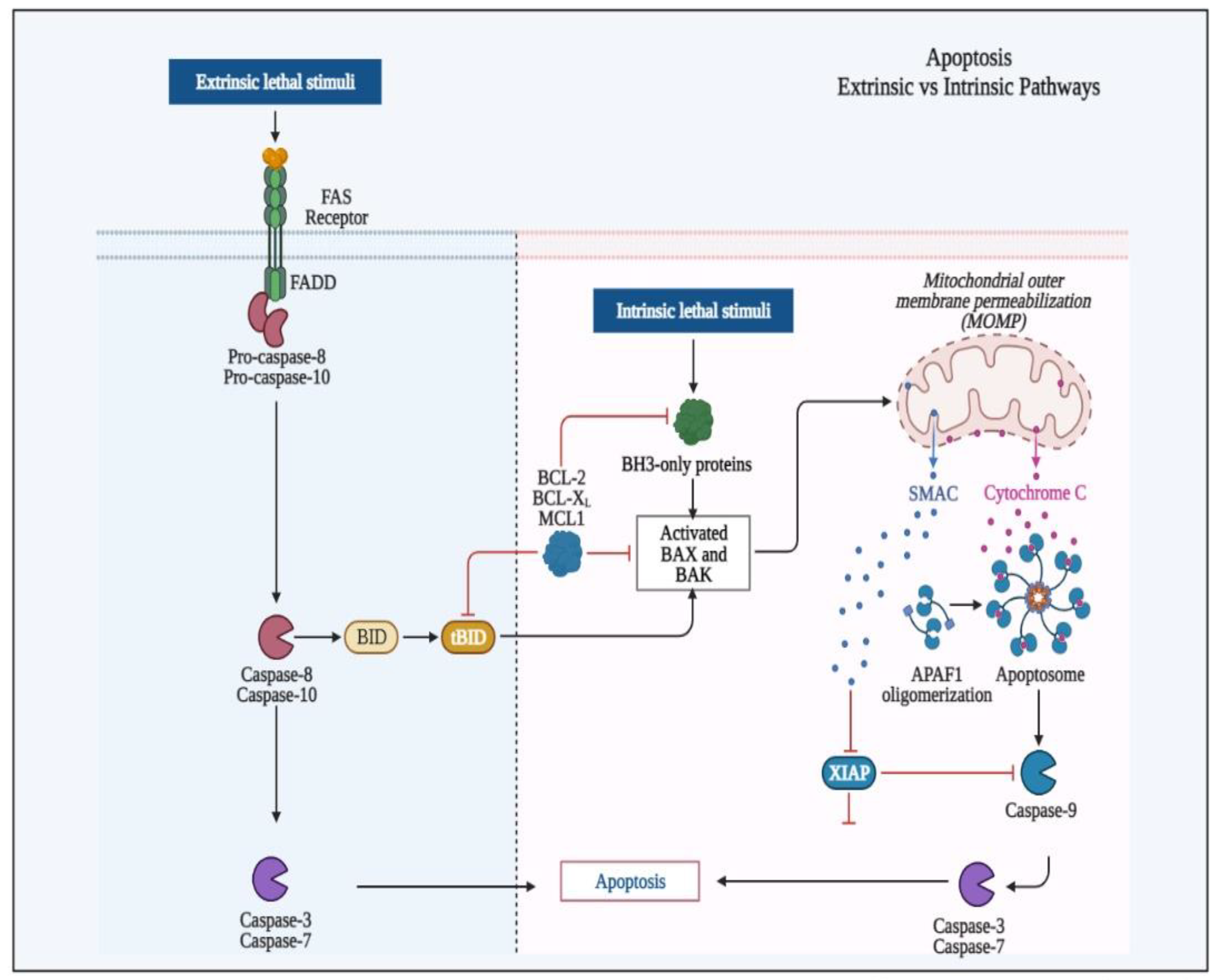Biomedicines 11 01892 g005 Biomedicines 11 01892 g005