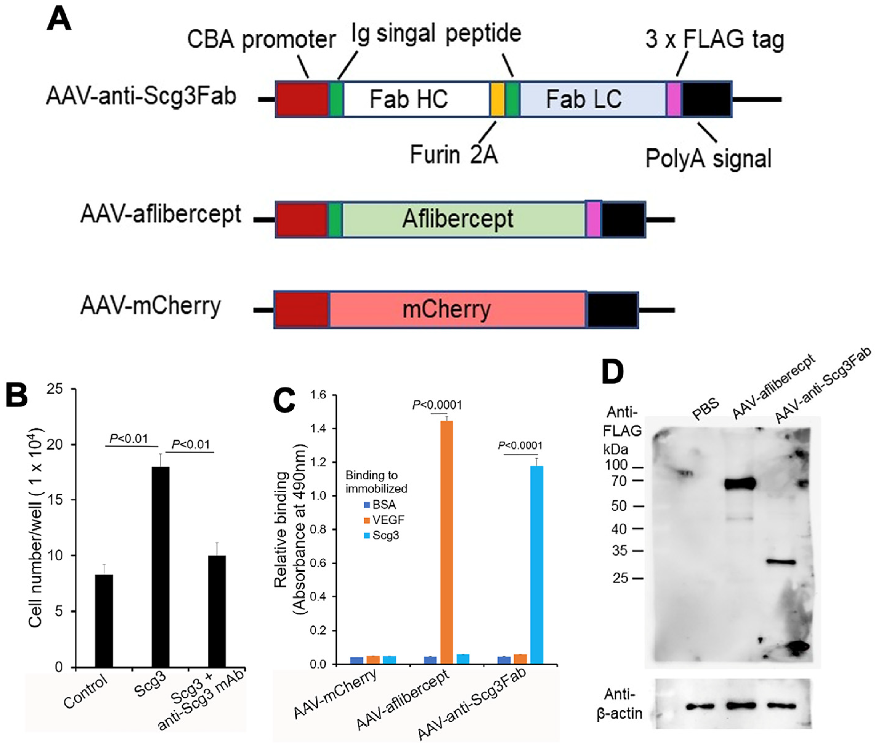 Biomedicines 11 01910 g001 Biomedicines 11 01910 g001