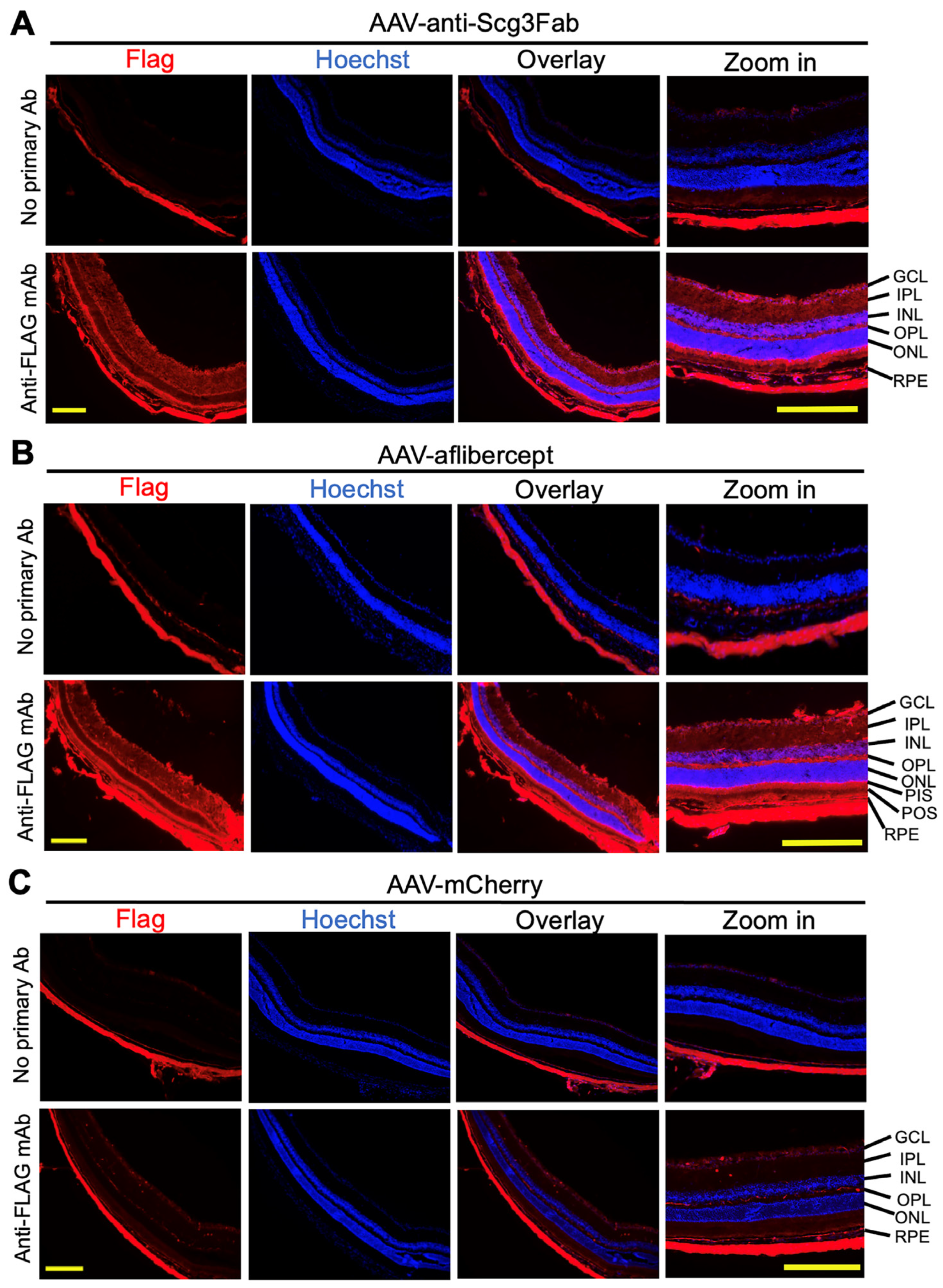 Biomedicines 11 01910 g002 Biomedicines 11 01910 g002