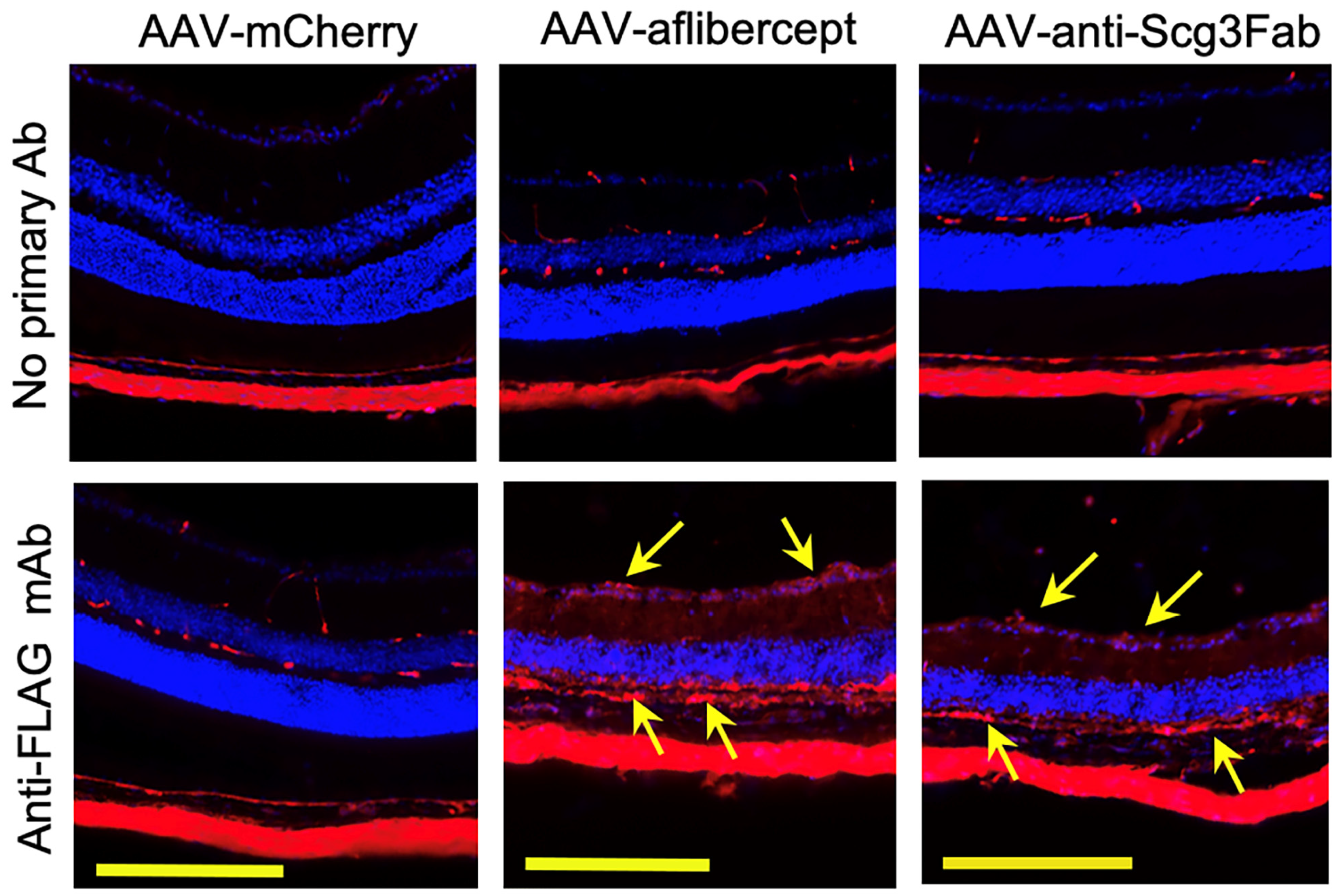 Biomedicines 11 01910 g005 Biomedicines 11 01910 g005