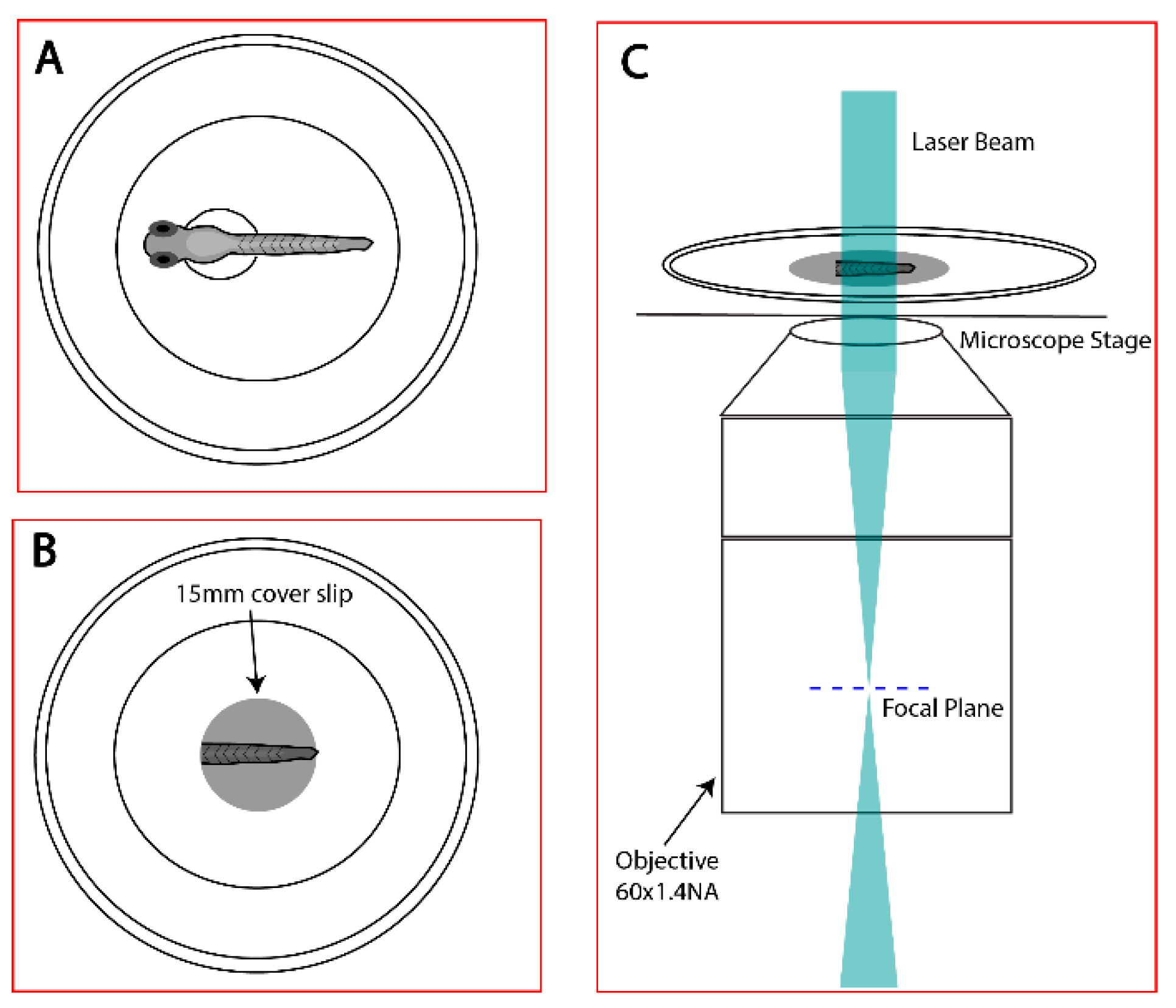 Biomedicines 11 01941 g001