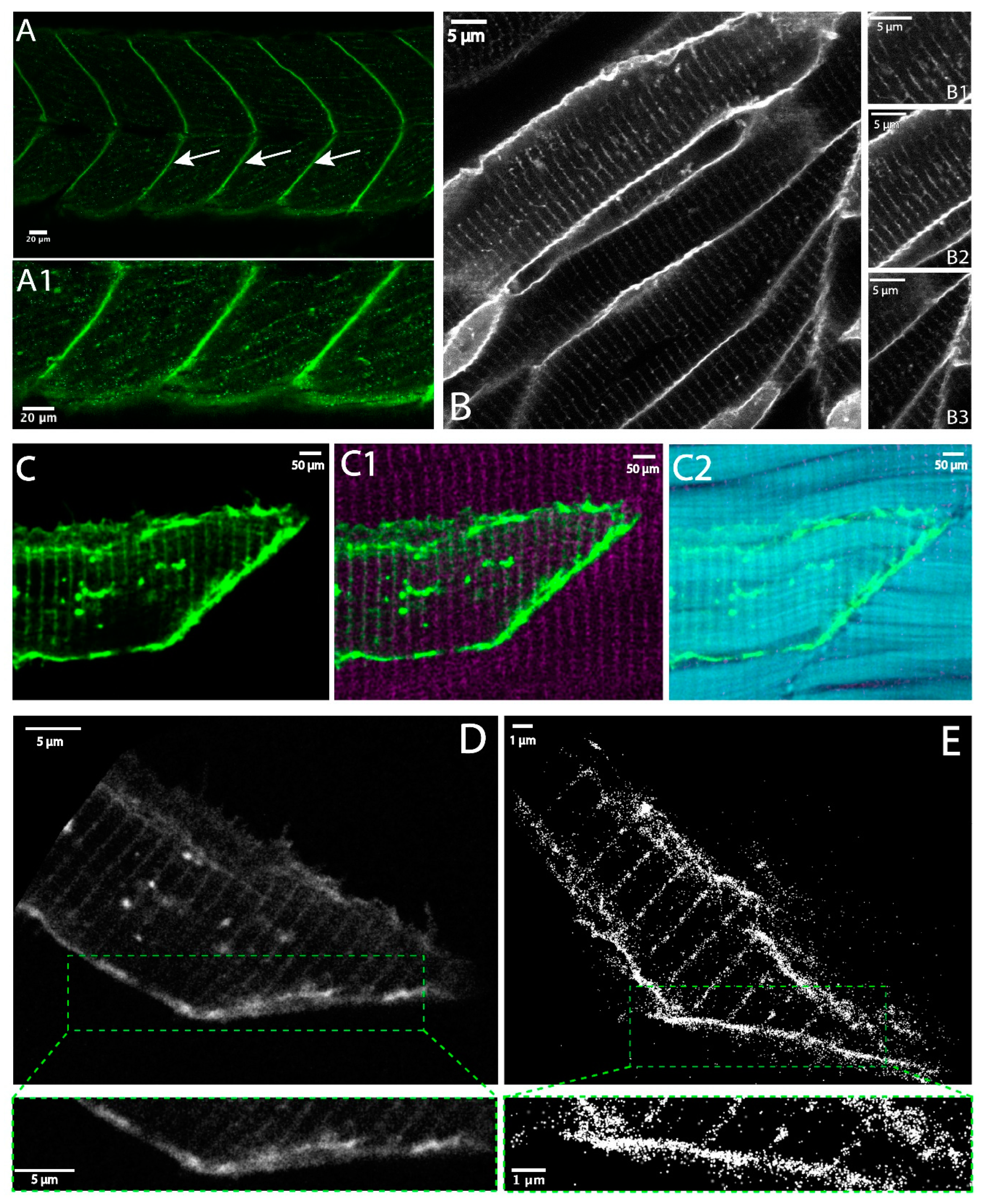 Biomedicines 11 01941 g003