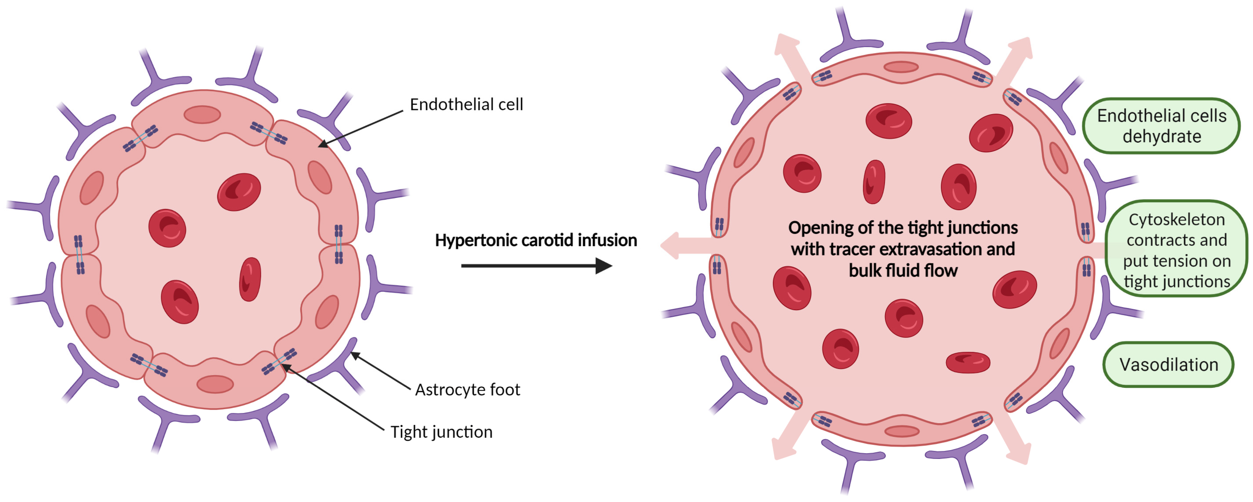 Biomedicines 11 01957 g001
