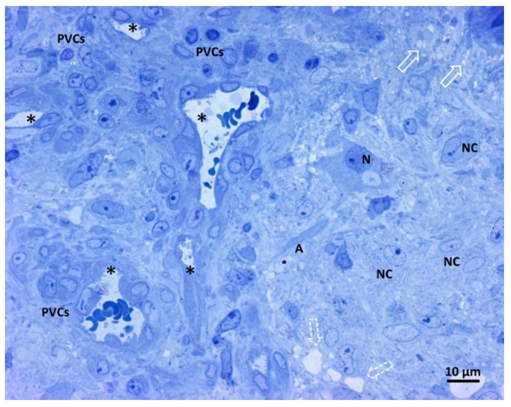 Biomedicines 11 01968 g003