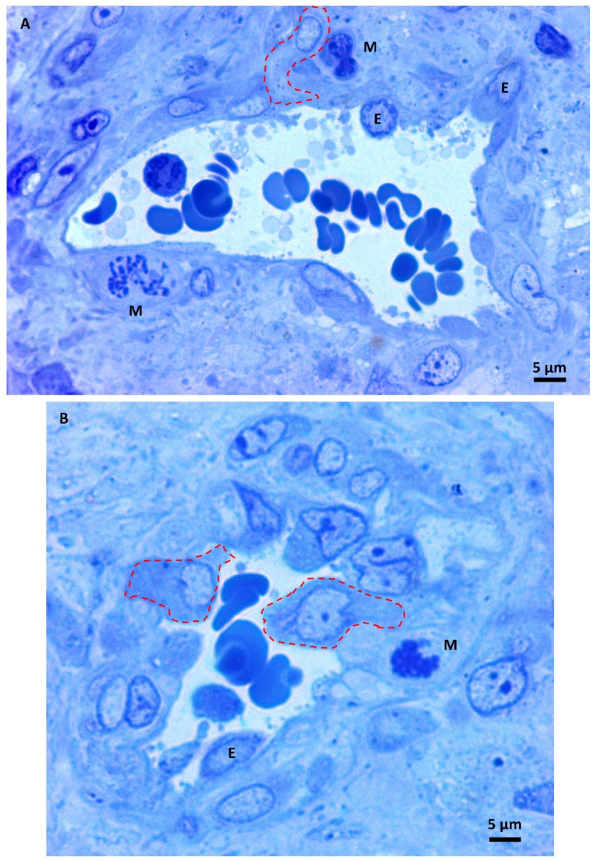 Biomedicines 11 01968 g004