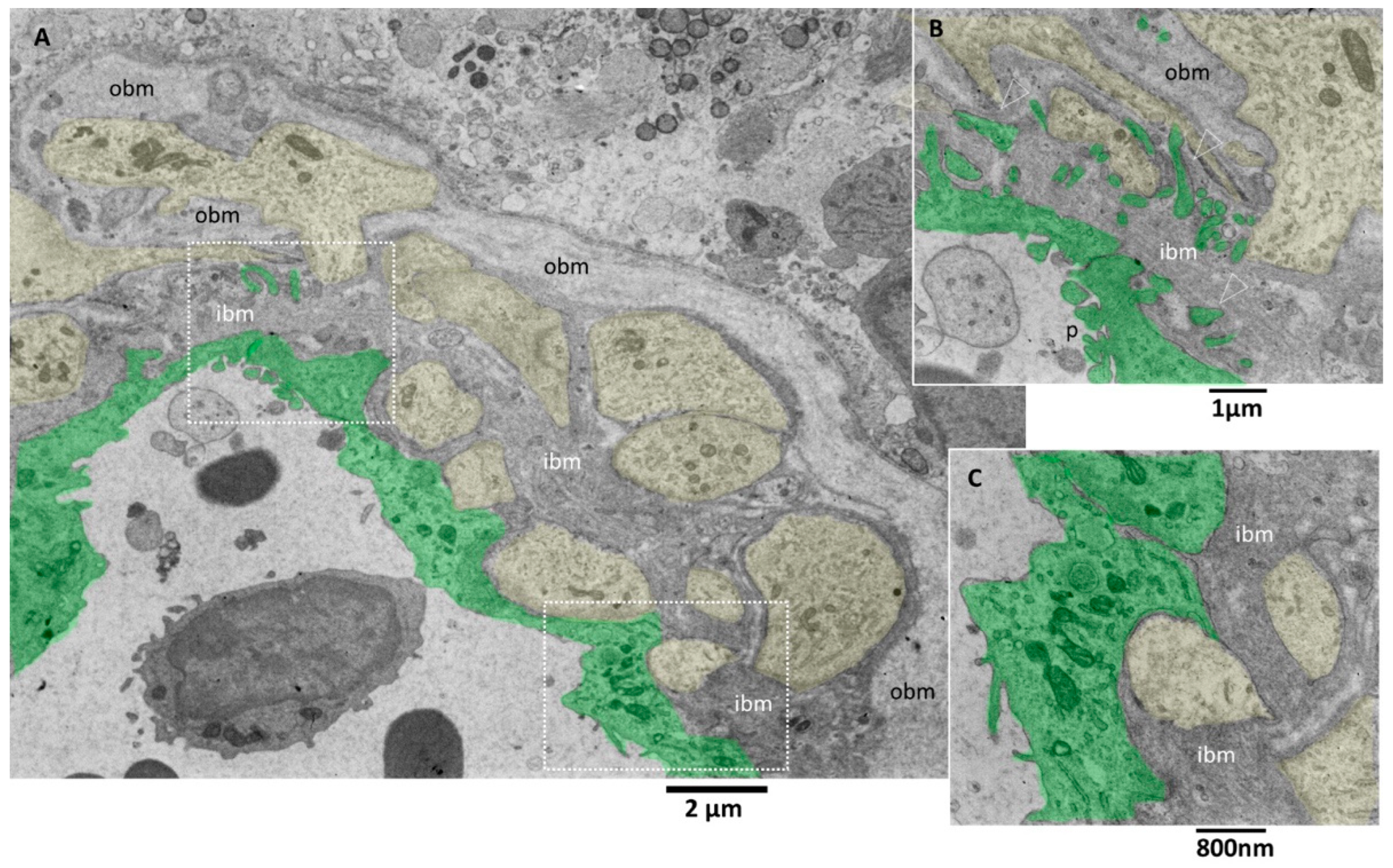 Biomedicines 11 01968 g005