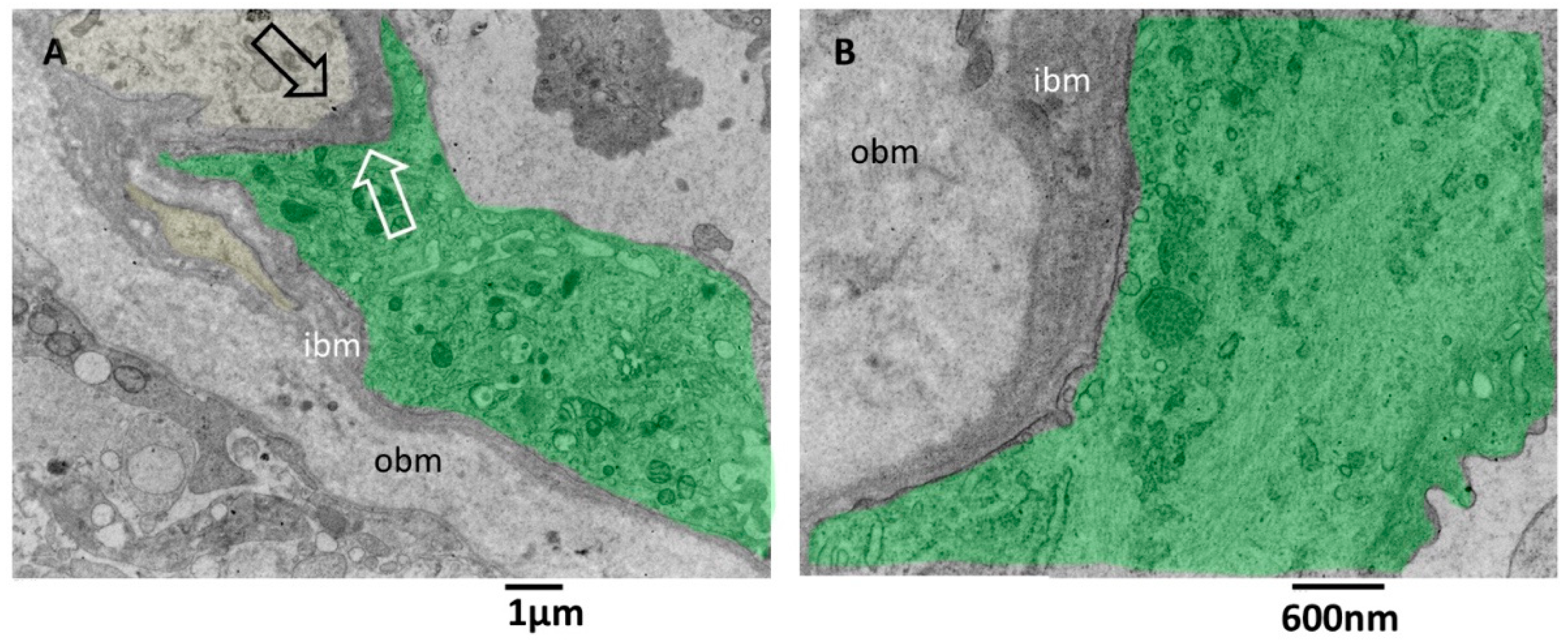 Biomedicines 11 01968 g006