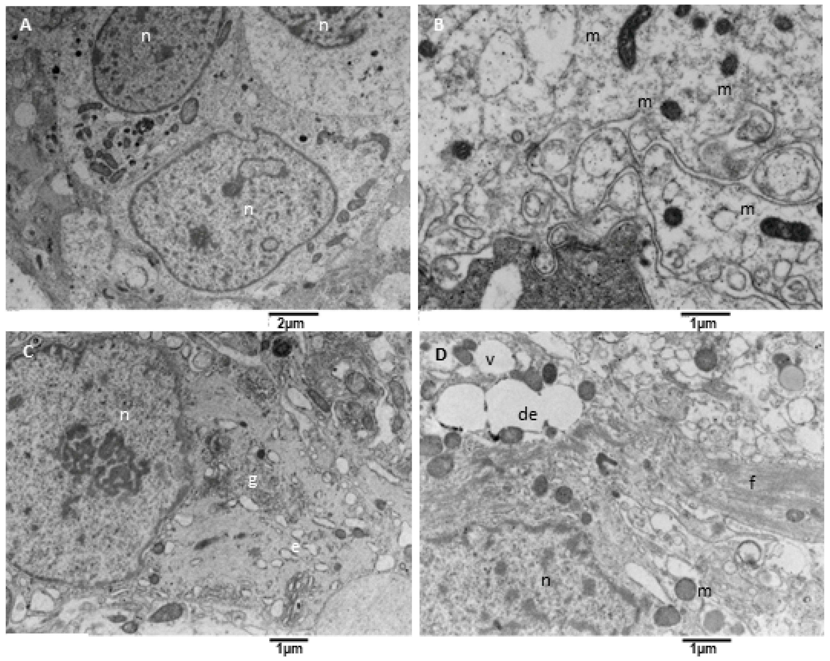 Biomedicines 11 01968 g007