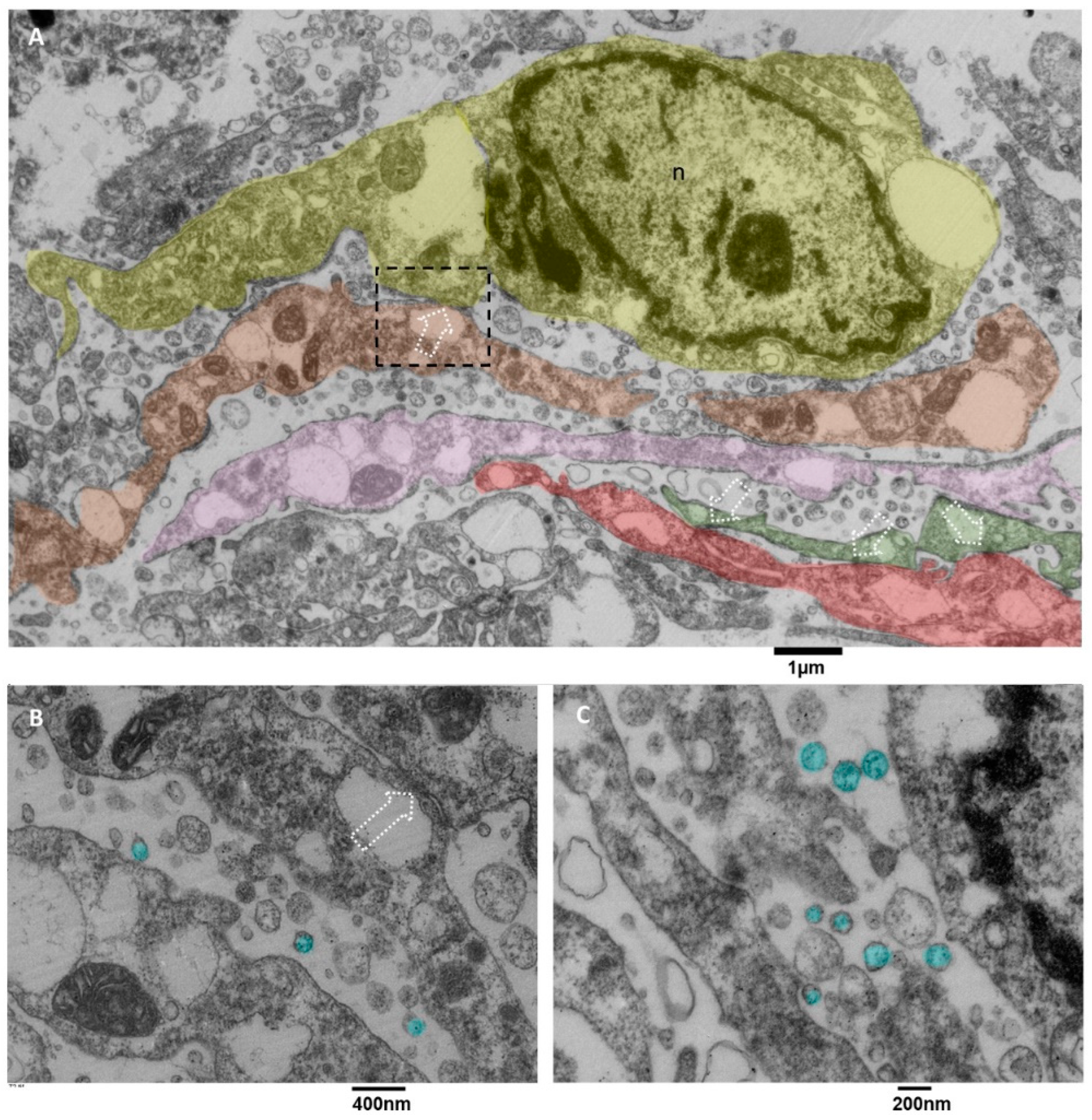 Biomedicines 11 01968 g010