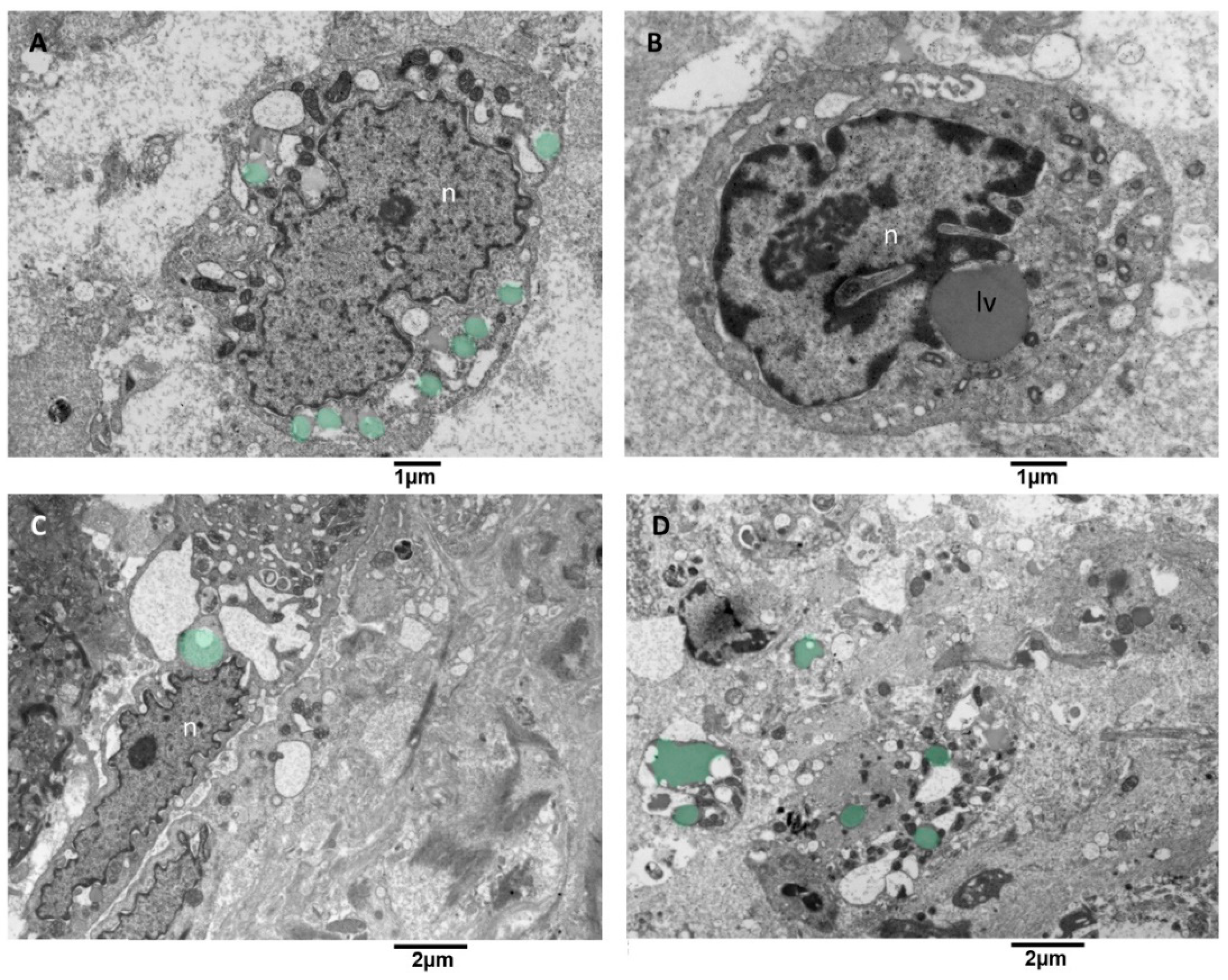 Biomedicines 11 01968 g011