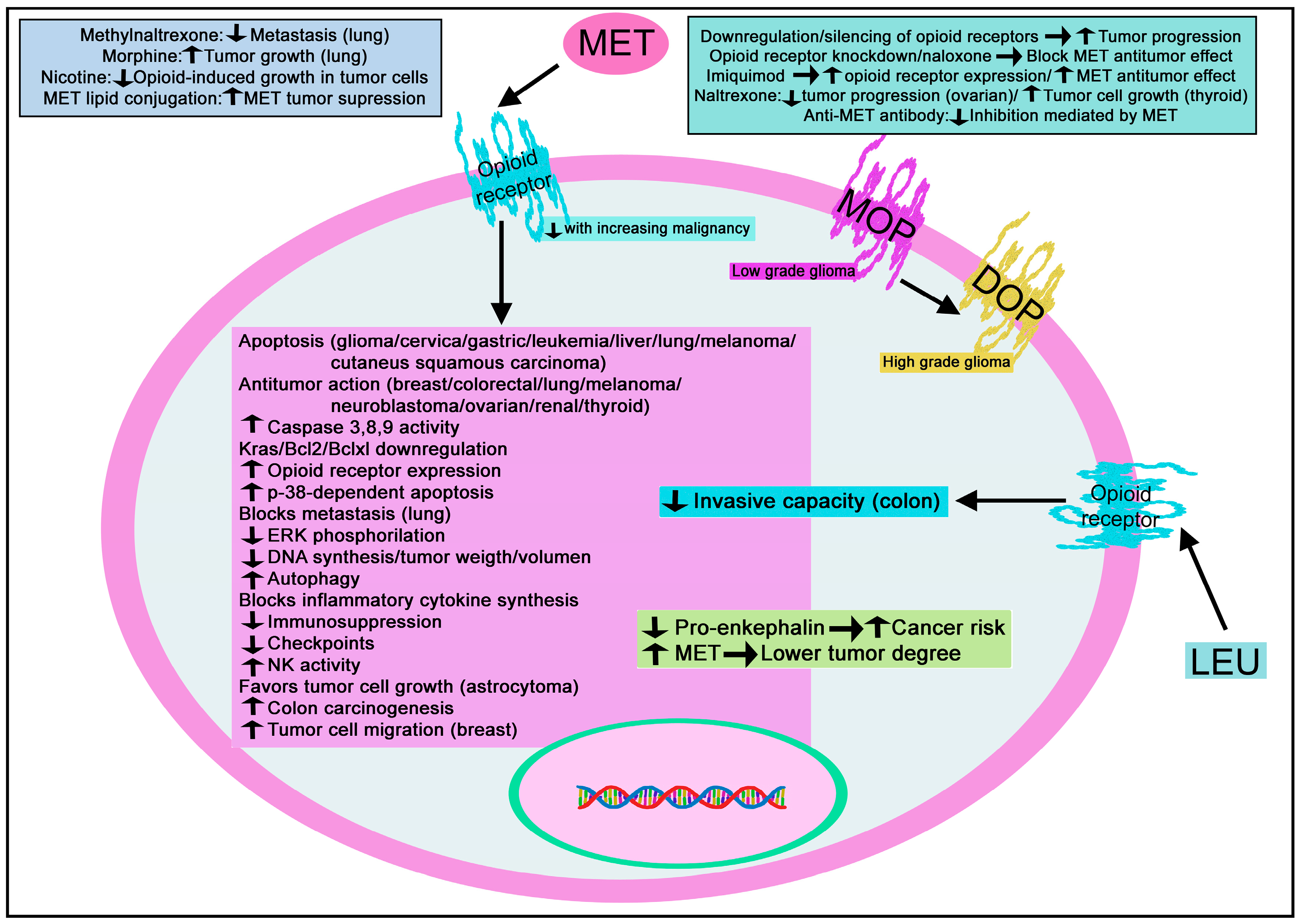 Biomedicines 11 01993 g010