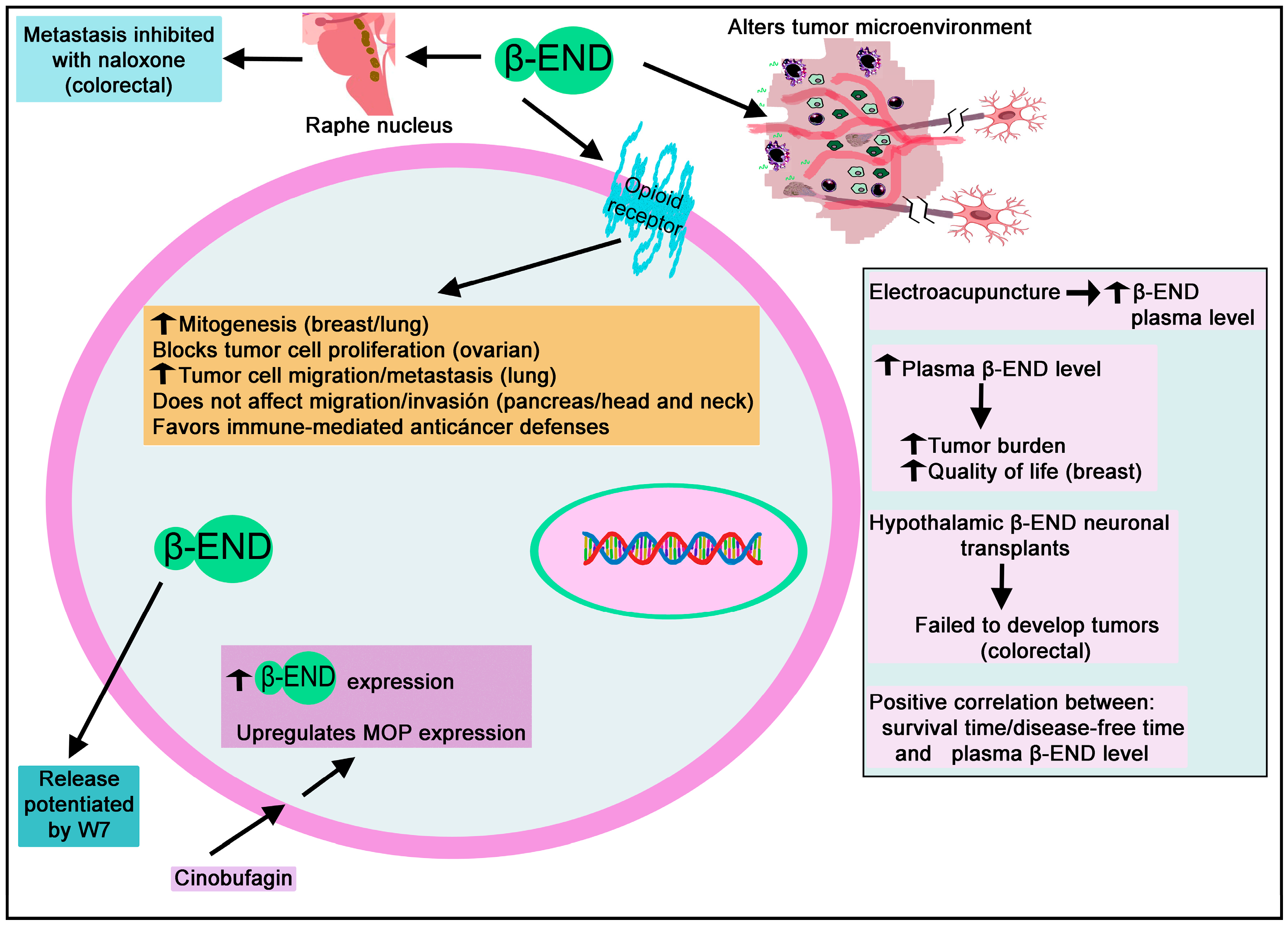 Biomedicines 11 01993 g011