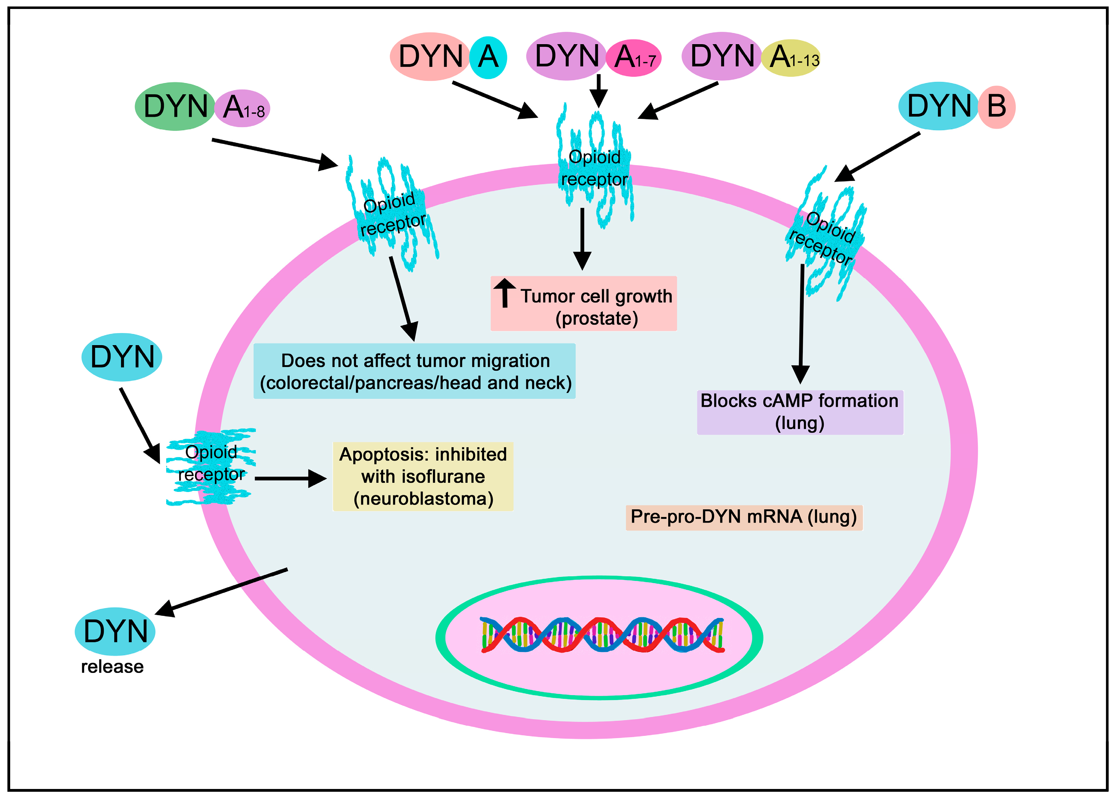 Biomedicines 11 01993 g012
